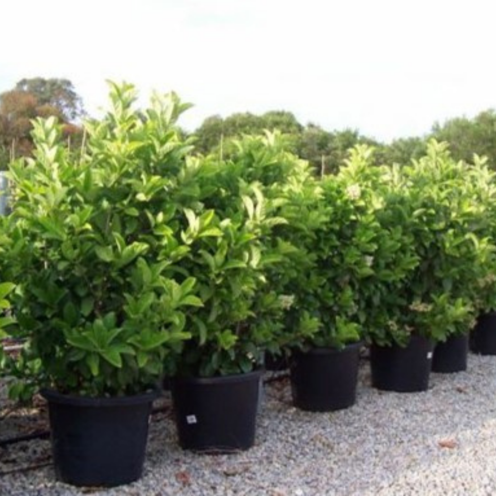 Row of potted plants in black pots on a gravel surface with trees in the background.