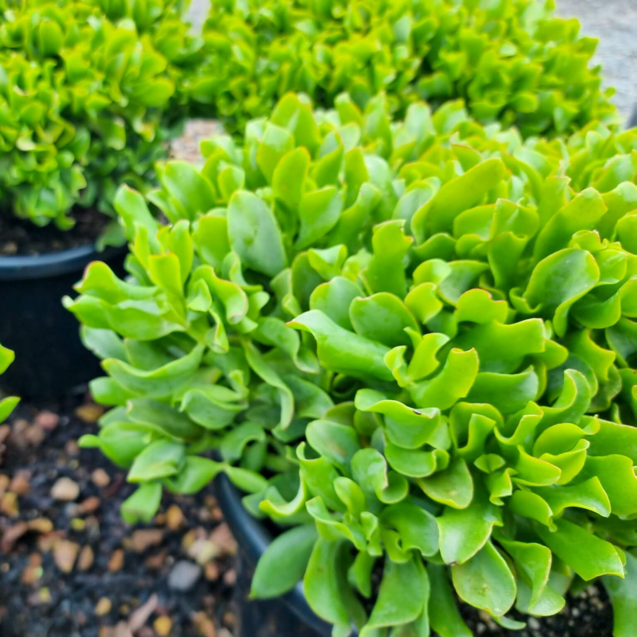 Curly Jade / Crinkle Jade - Crassula ovata 'Undulata'