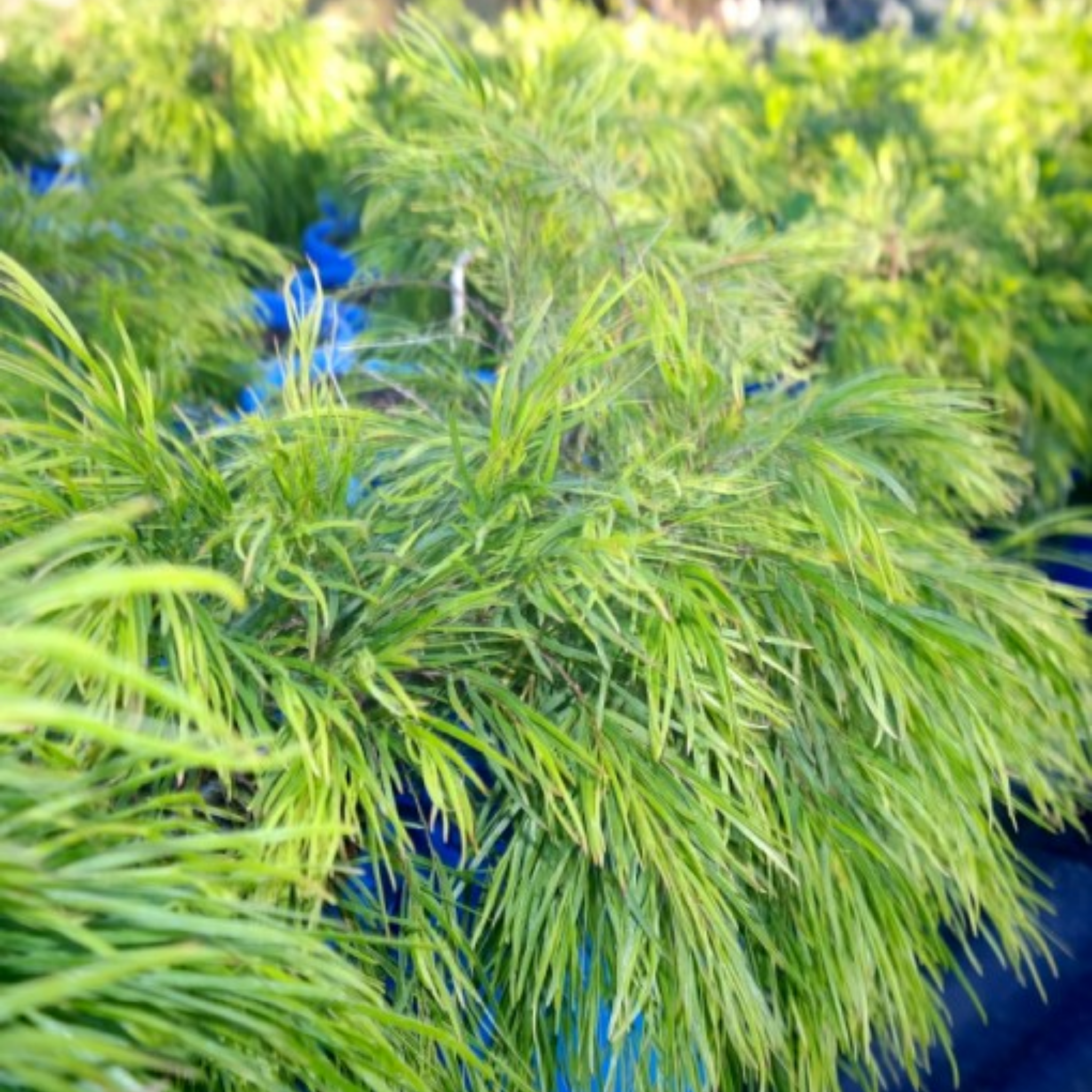 Acacia Mini Cog - Acacia cognata Mini Cog