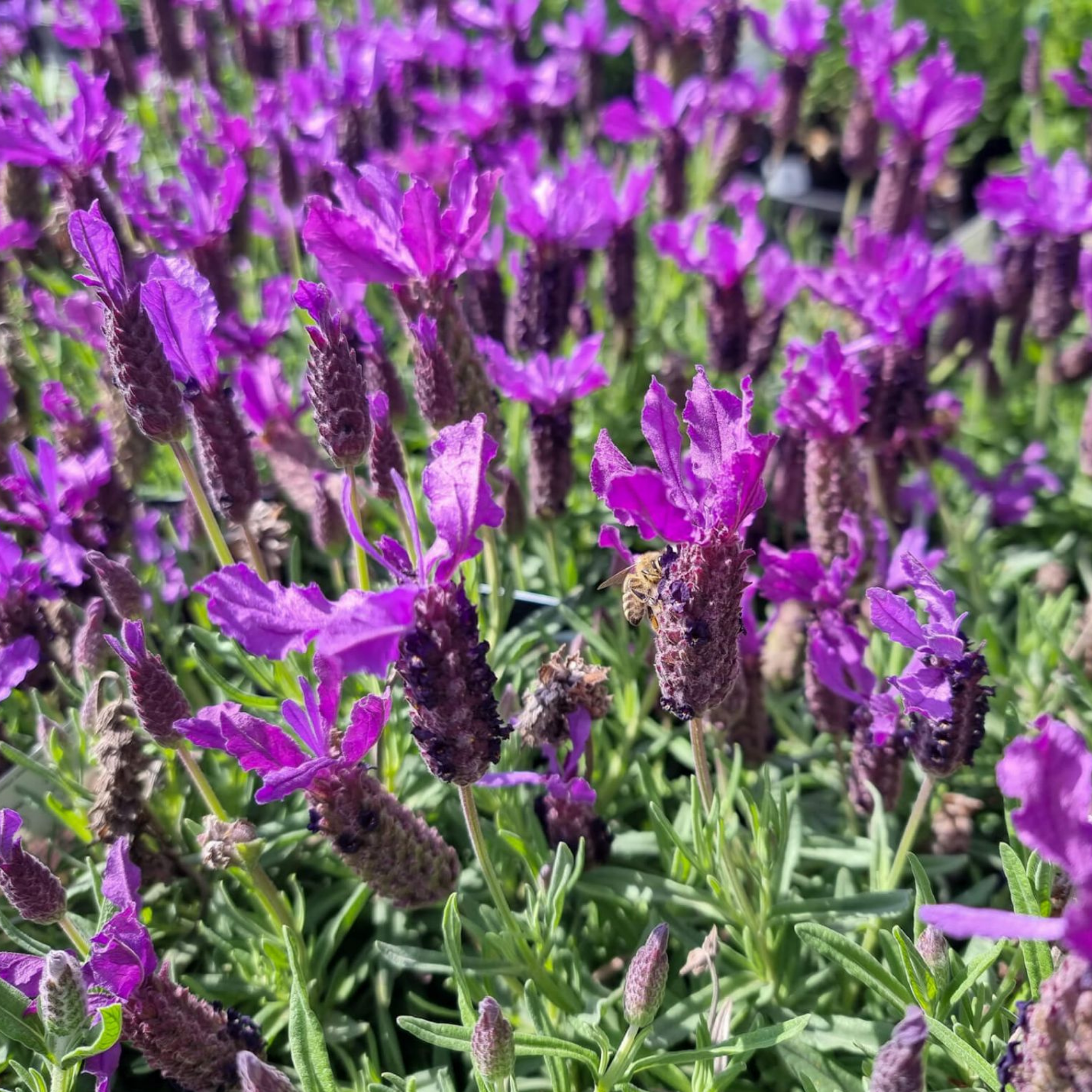 Italian Lavender Javelin Forte Deep Purple - Lavandula stoechas Javelin Forte Deep Purple