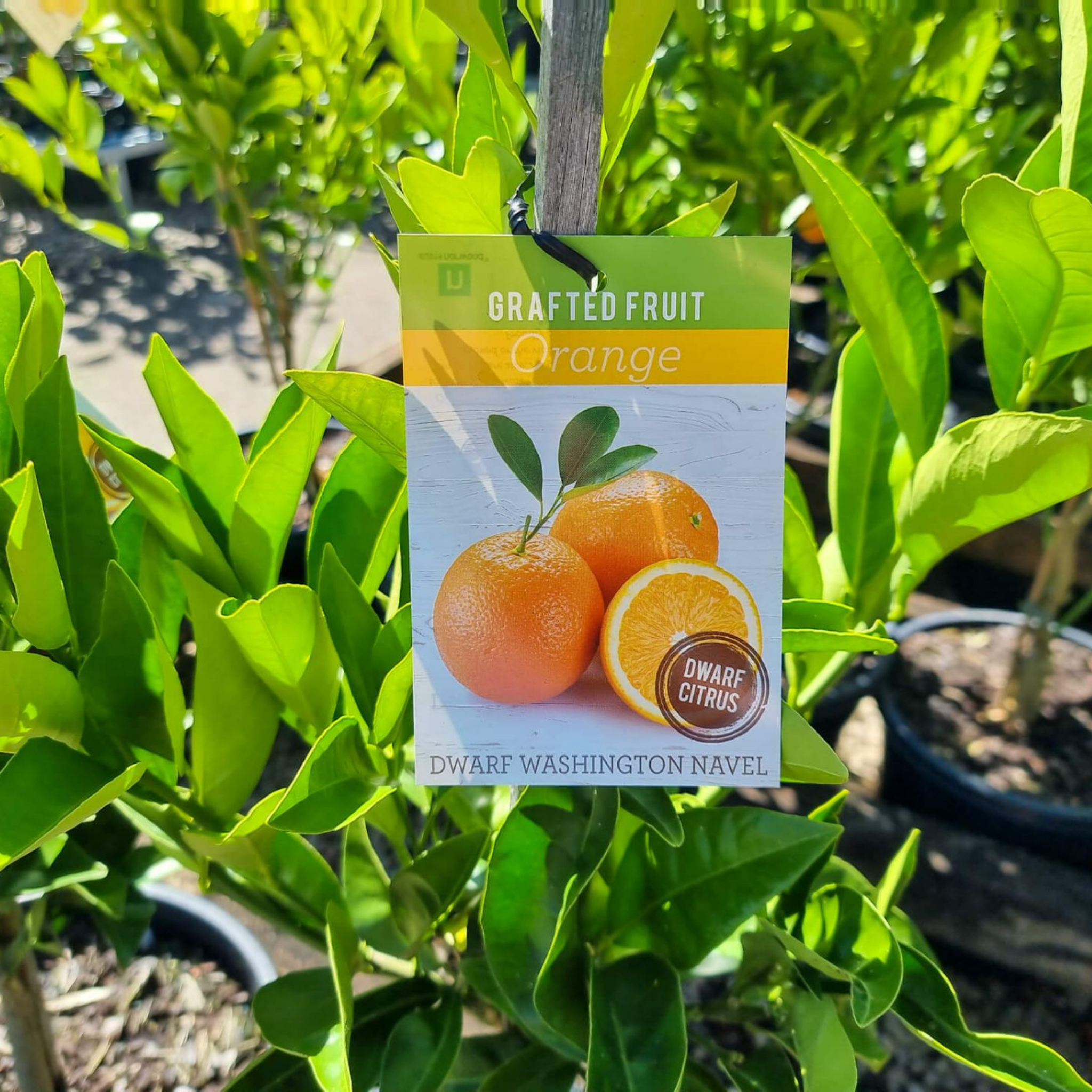 Dwarf Orange Tree (Washington Navel) - Citrus sinensis Washington Navel Dwarf