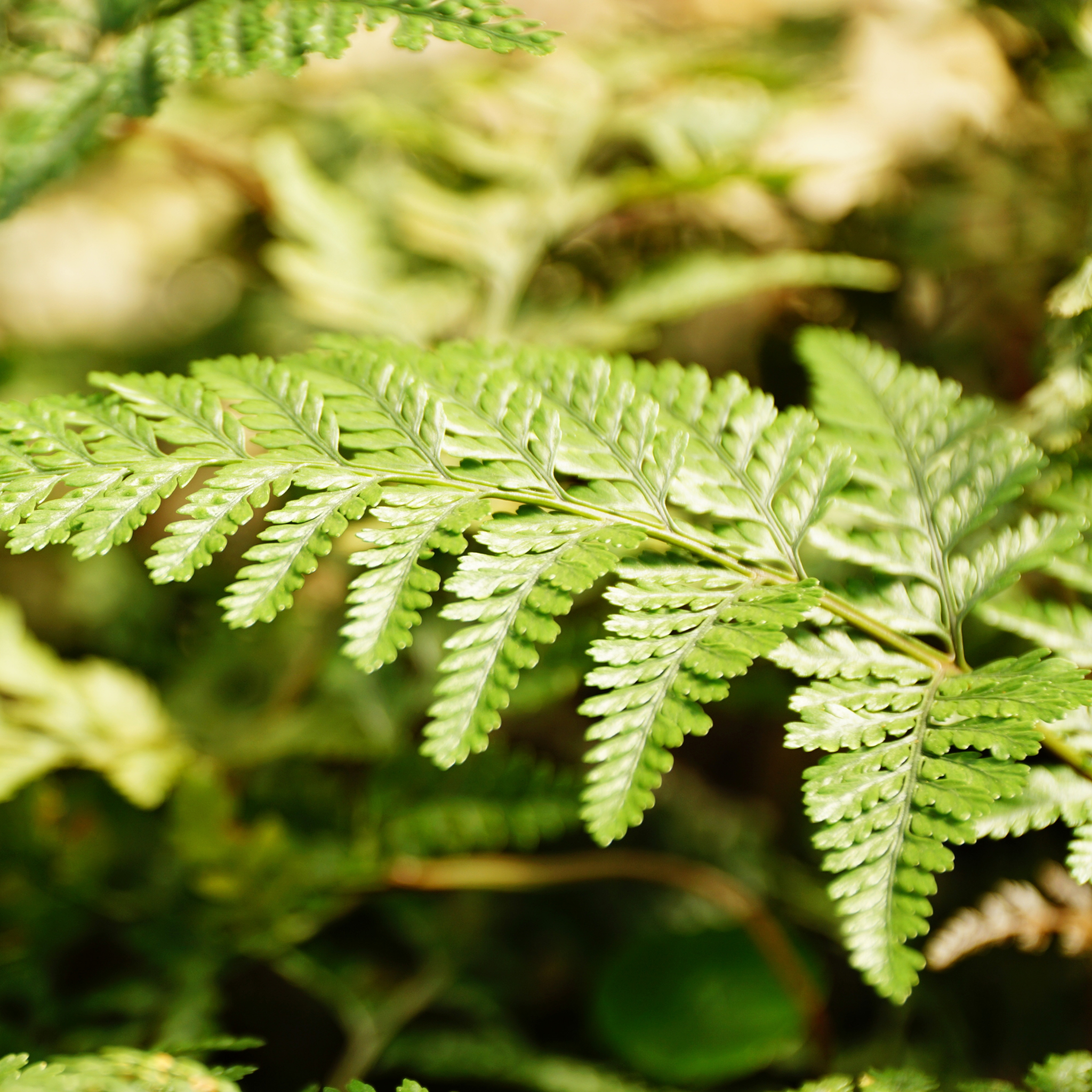 Silver Hare's Foot Fern - Humata tyermanii