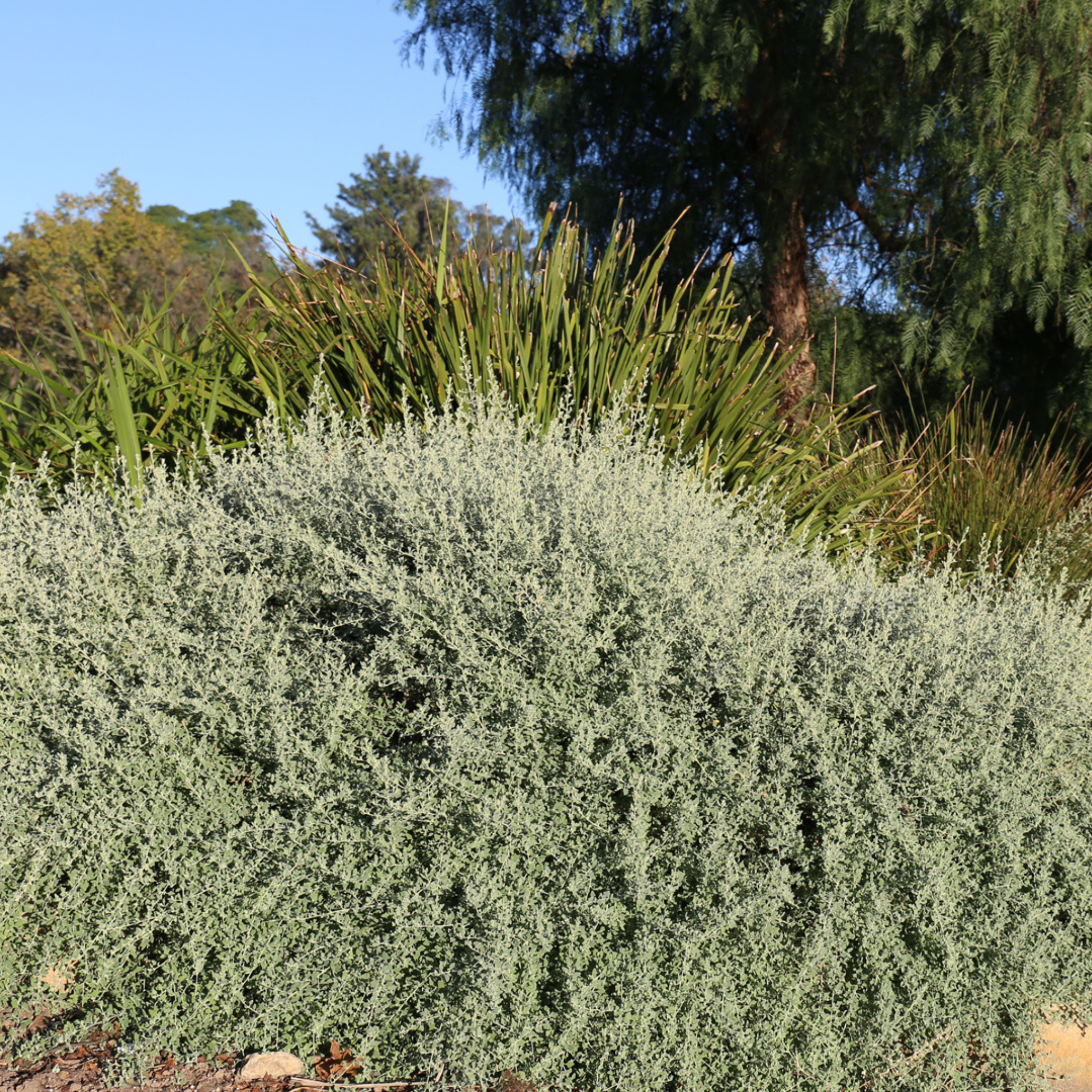 Creeping saltbush - Rhagodia spinescens Aussie Flat Bush PBR