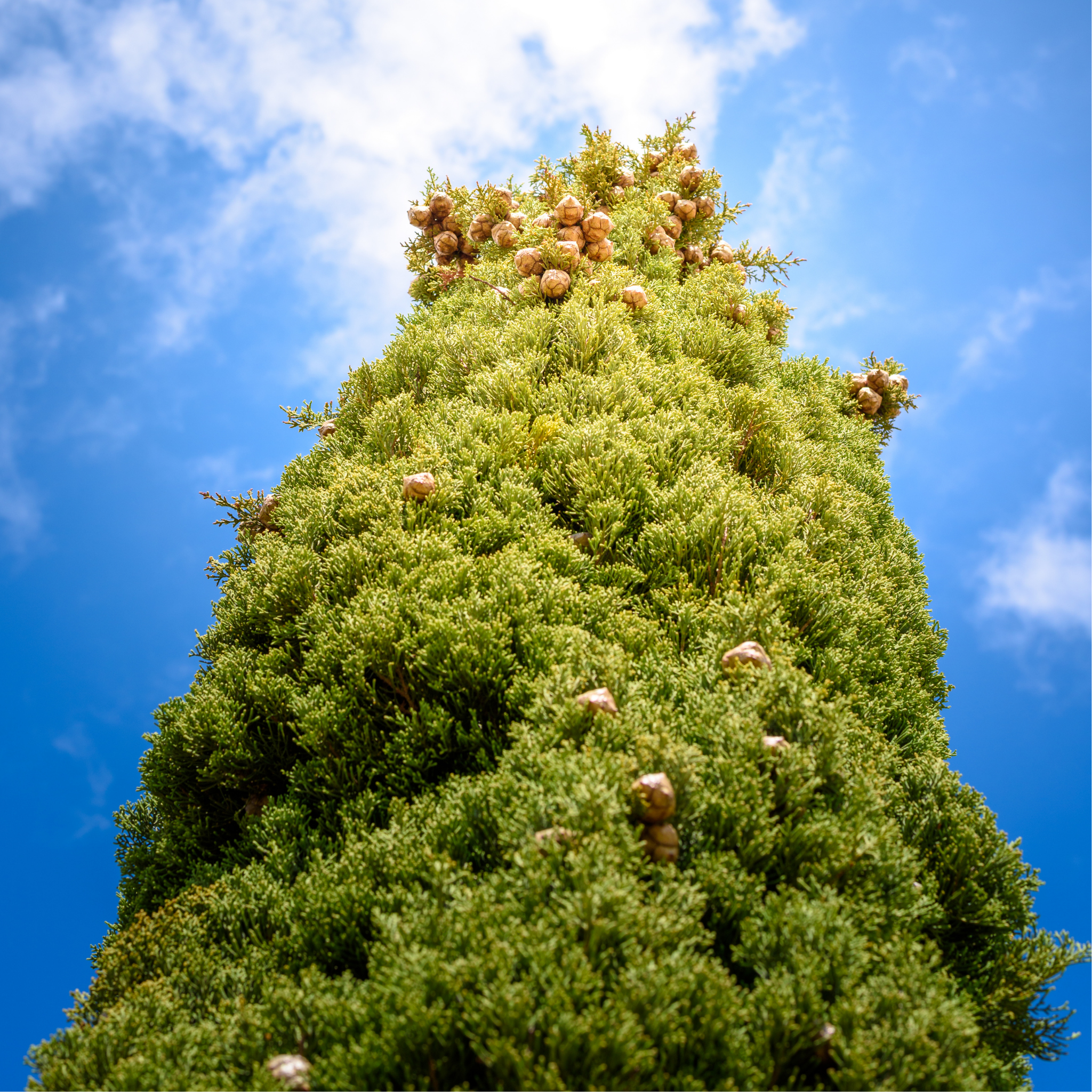 Swanes Golden Pencil Pine - Golden Italian Cypress Cupressus sempervirens