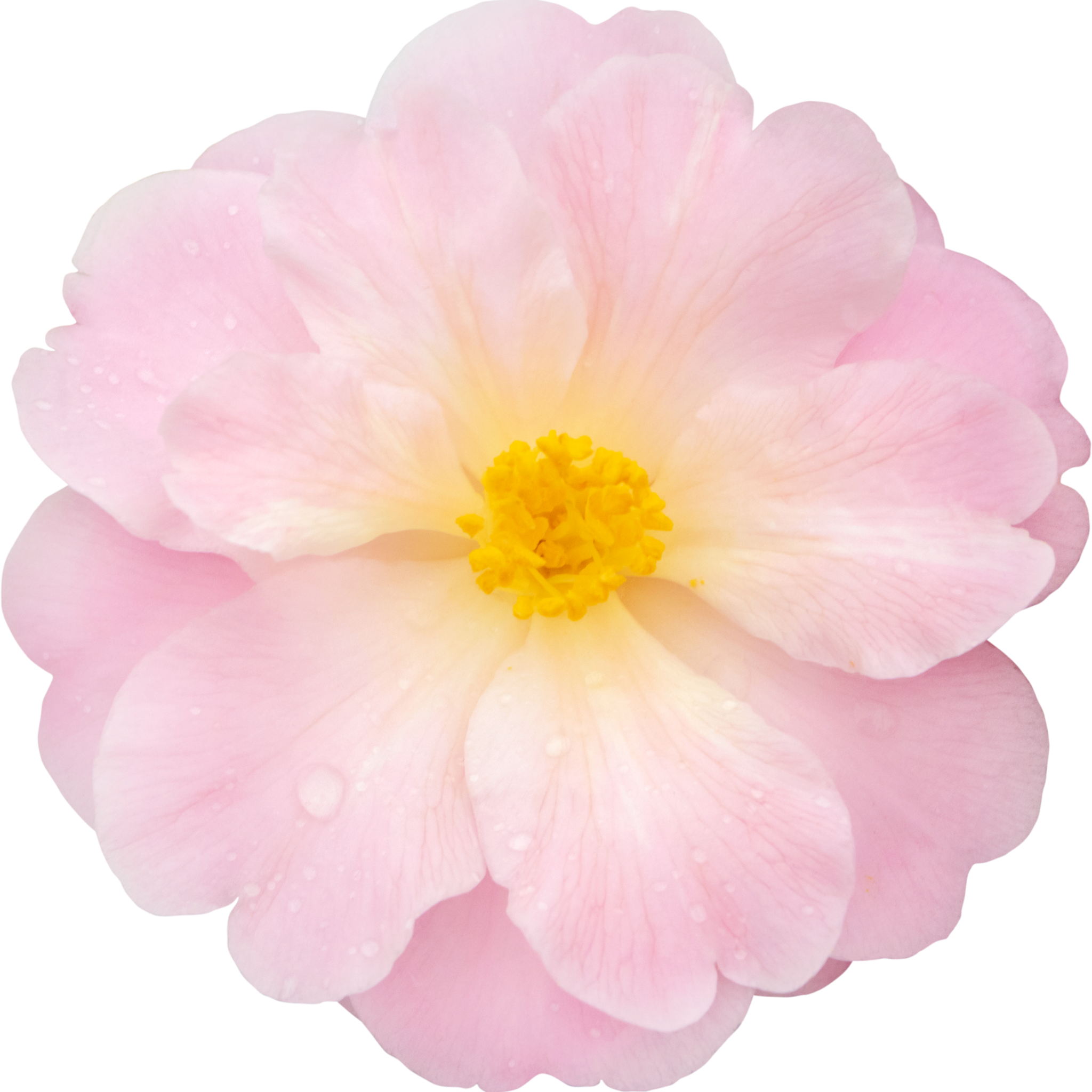 Camellia Sweet Jane - Camellia hybrida 'Sweet Jane'