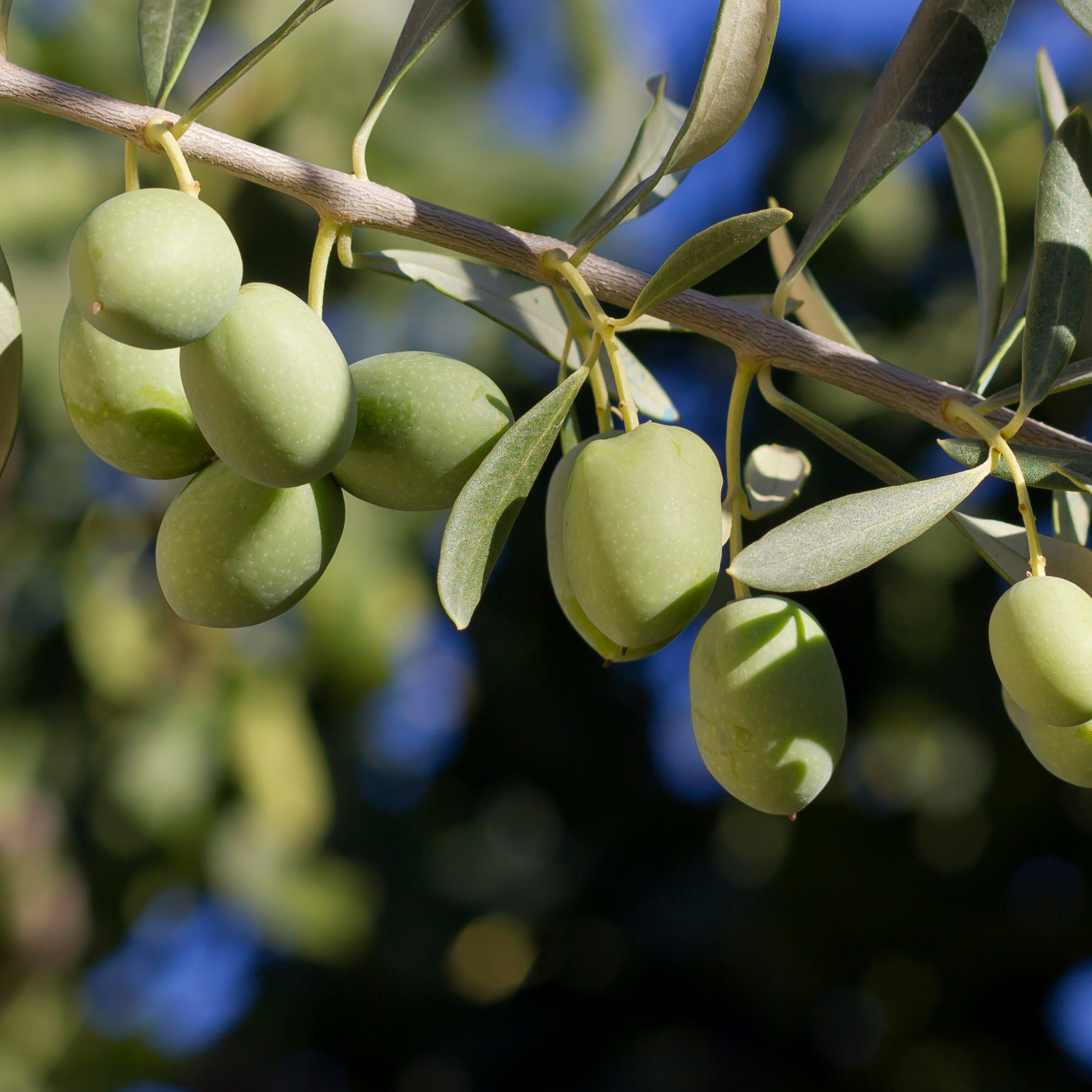 Common Olive Tree - Olea europaea