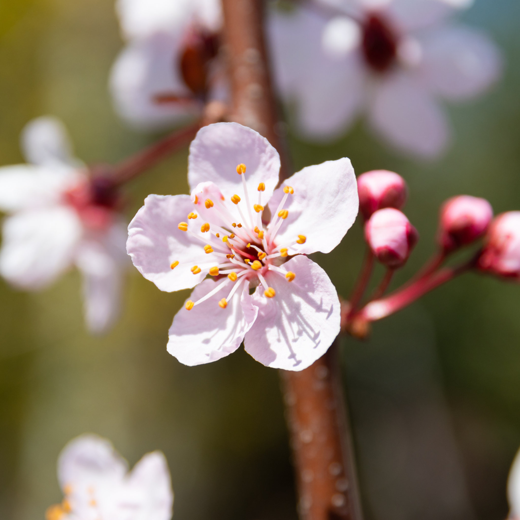 Close-up of a pink cherry blossom flower with blurred background