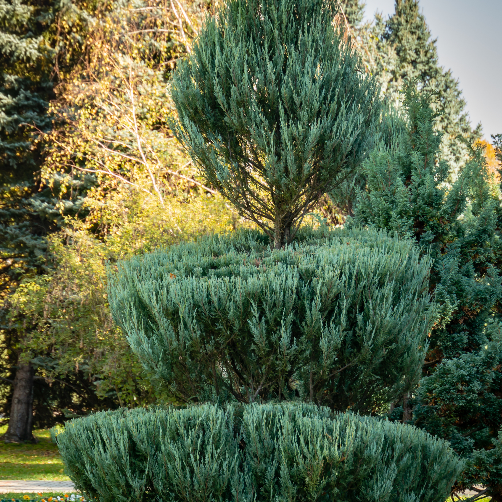 Rocky Mountain Juniper - Juniperus scopulorum 'Skyrocket' - Pencil Pine