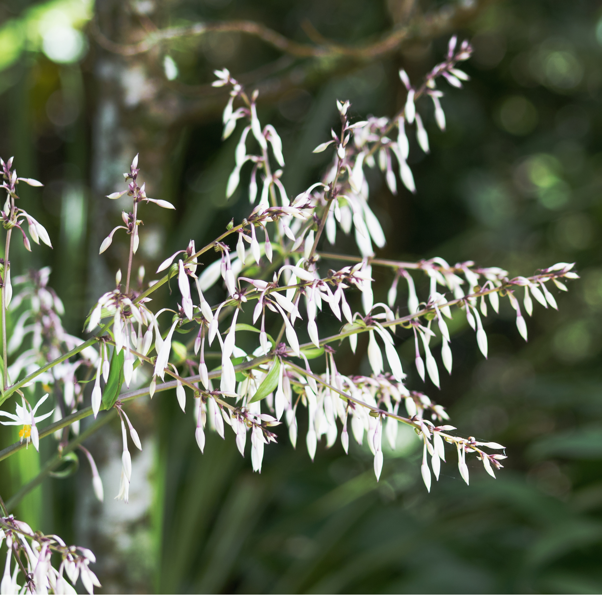 New Zealand Rock Lily - Arthropodium cirratum