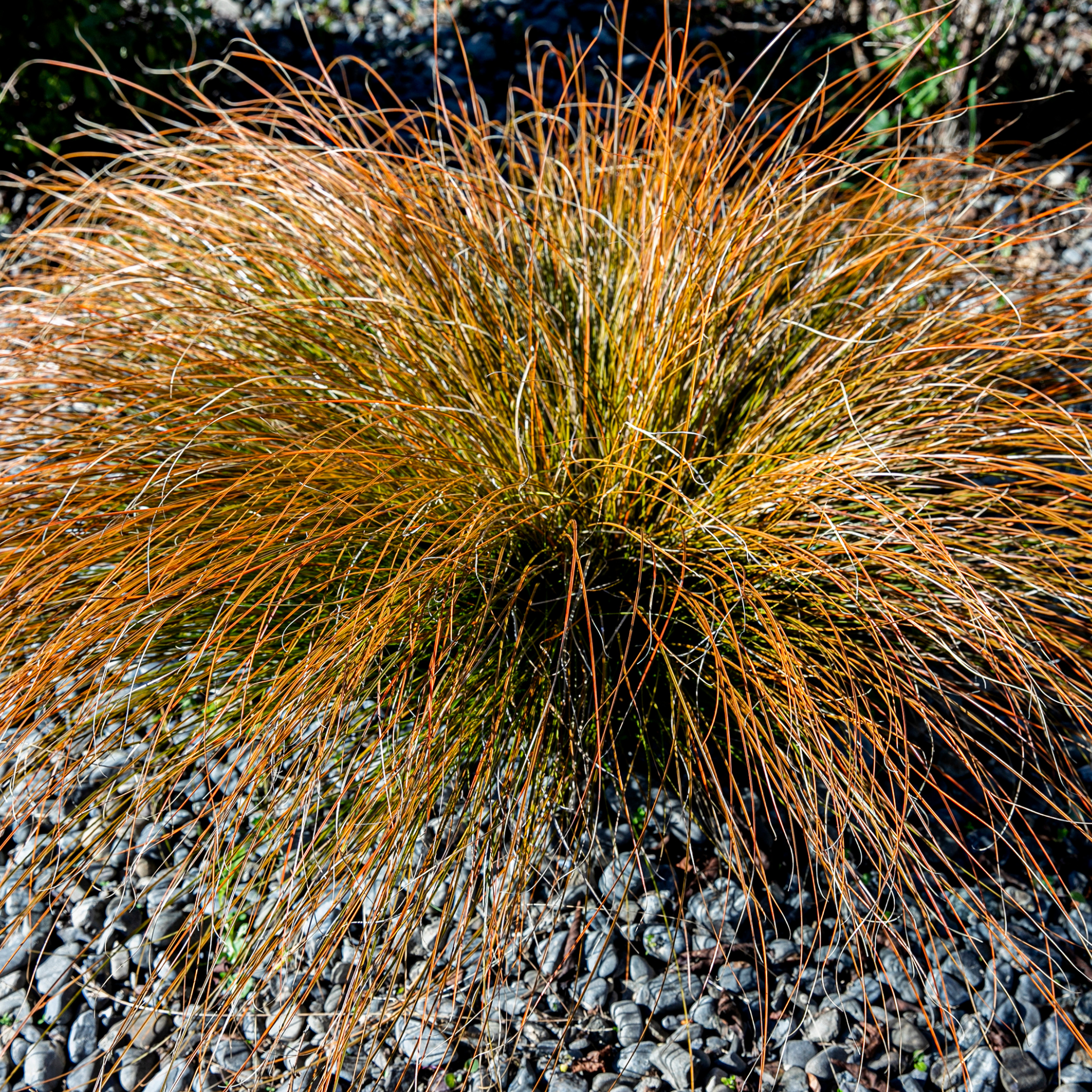 Carex plant with orange flowers on a gravel surface
