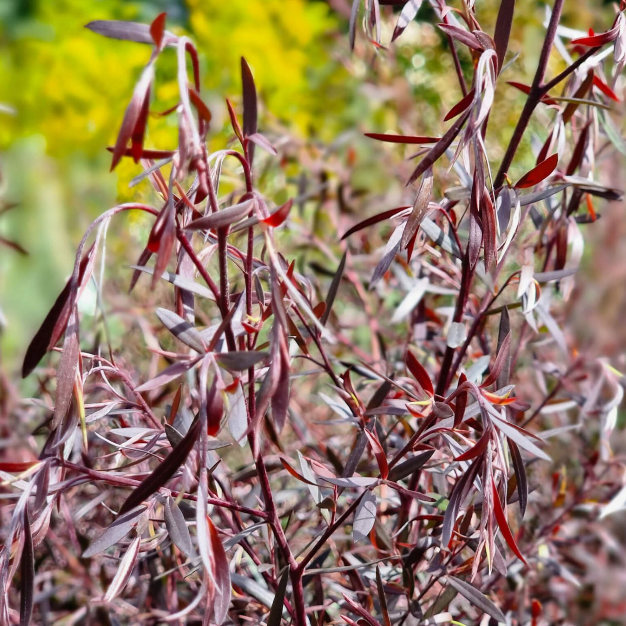 Tea Tree Starry Night - Leptospermum obovatum Starry Night