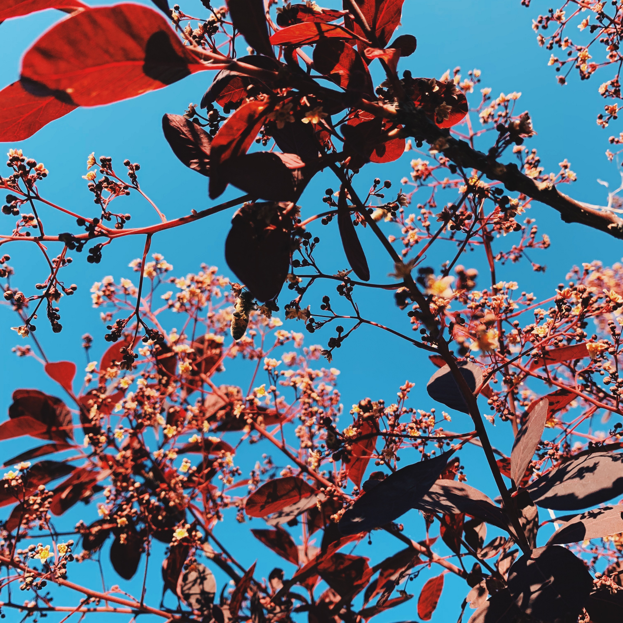 Cotinus coggygria Grace Smoke Tree - Cotinus coggygria Grace