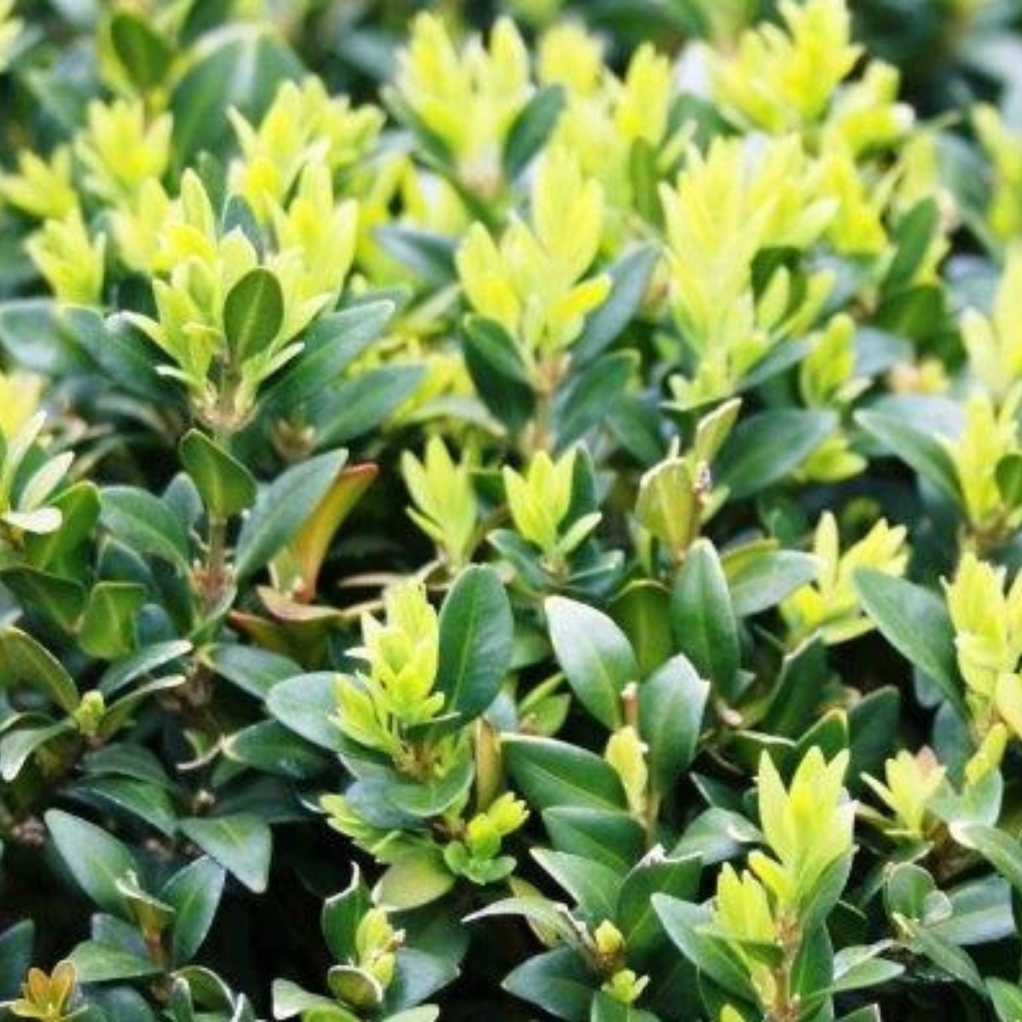 Close-up of a green bush with young leaves