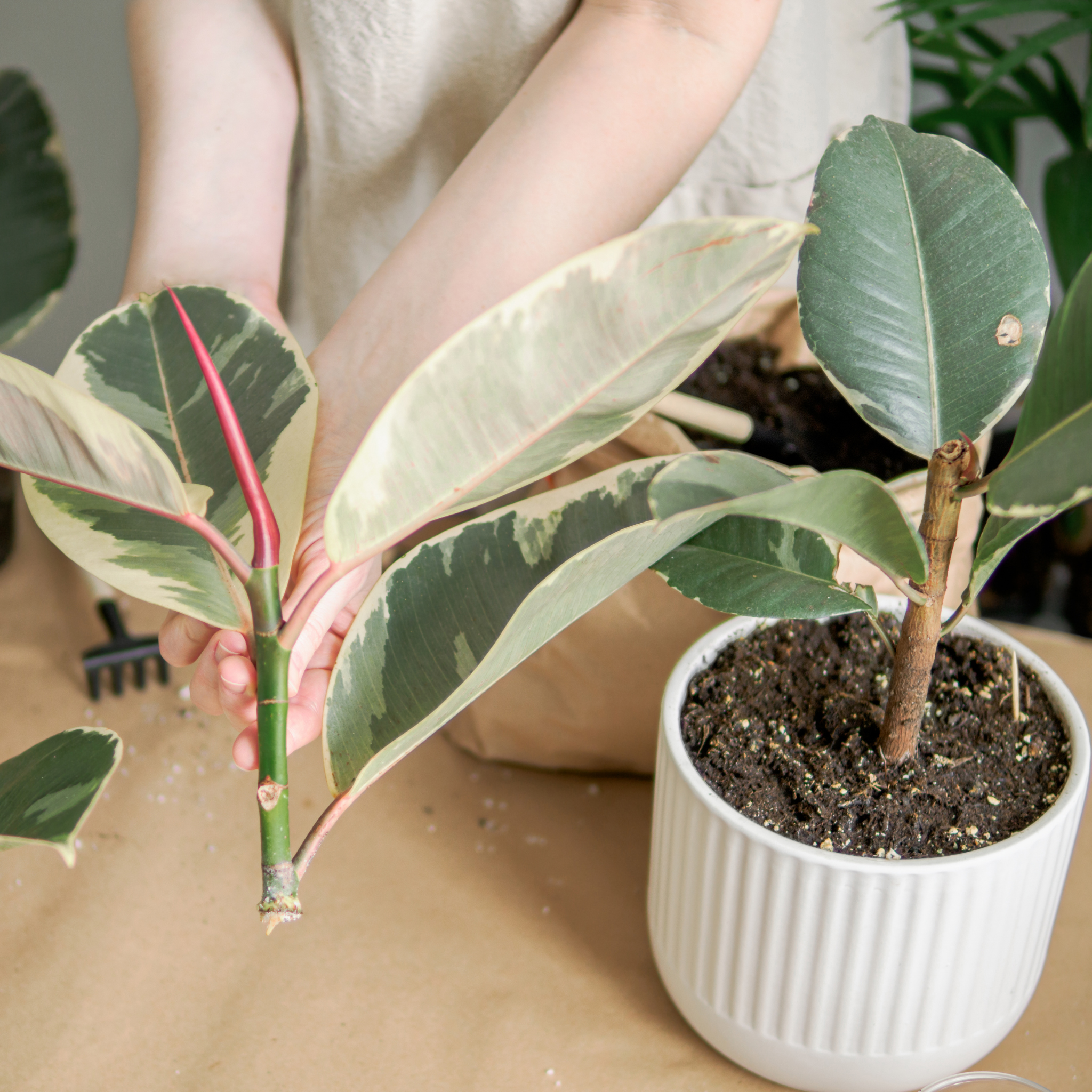 Tineke Rubber Tree Plant - Ficus elastica Tineke