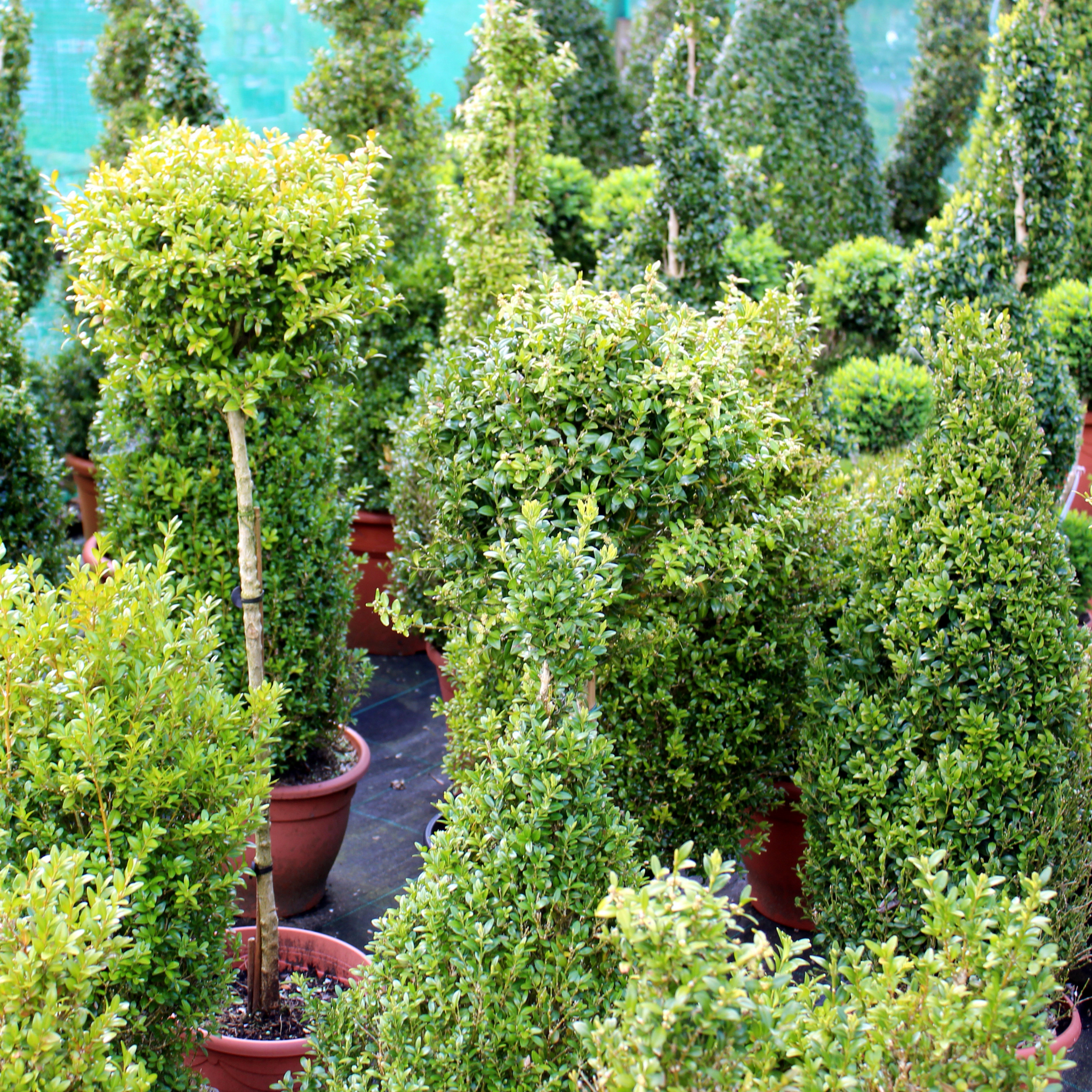 Row of potted shrubs and trees in a garden setting