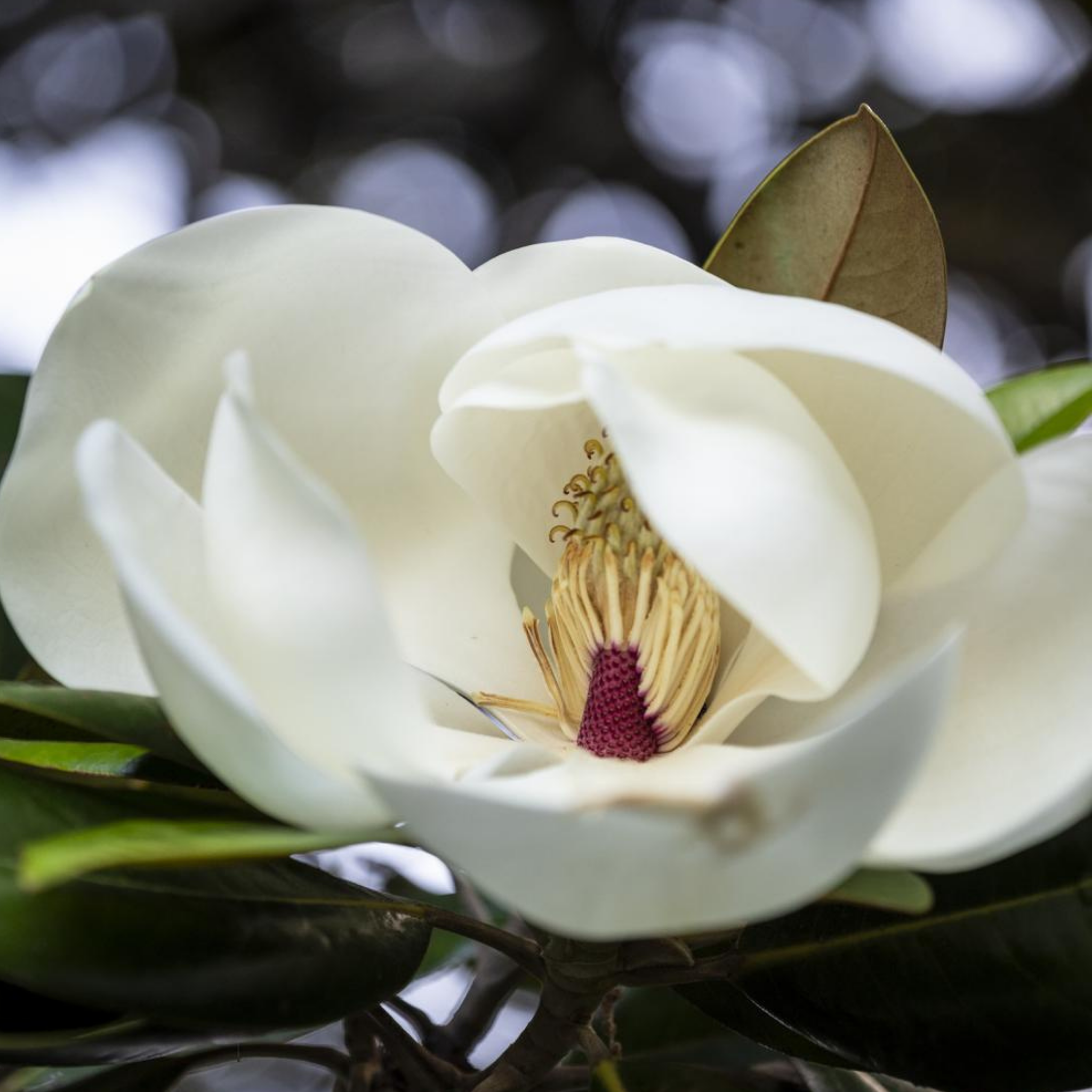 Magnolia Sweet Spire - Magnolia grandiflora Sweet Spire