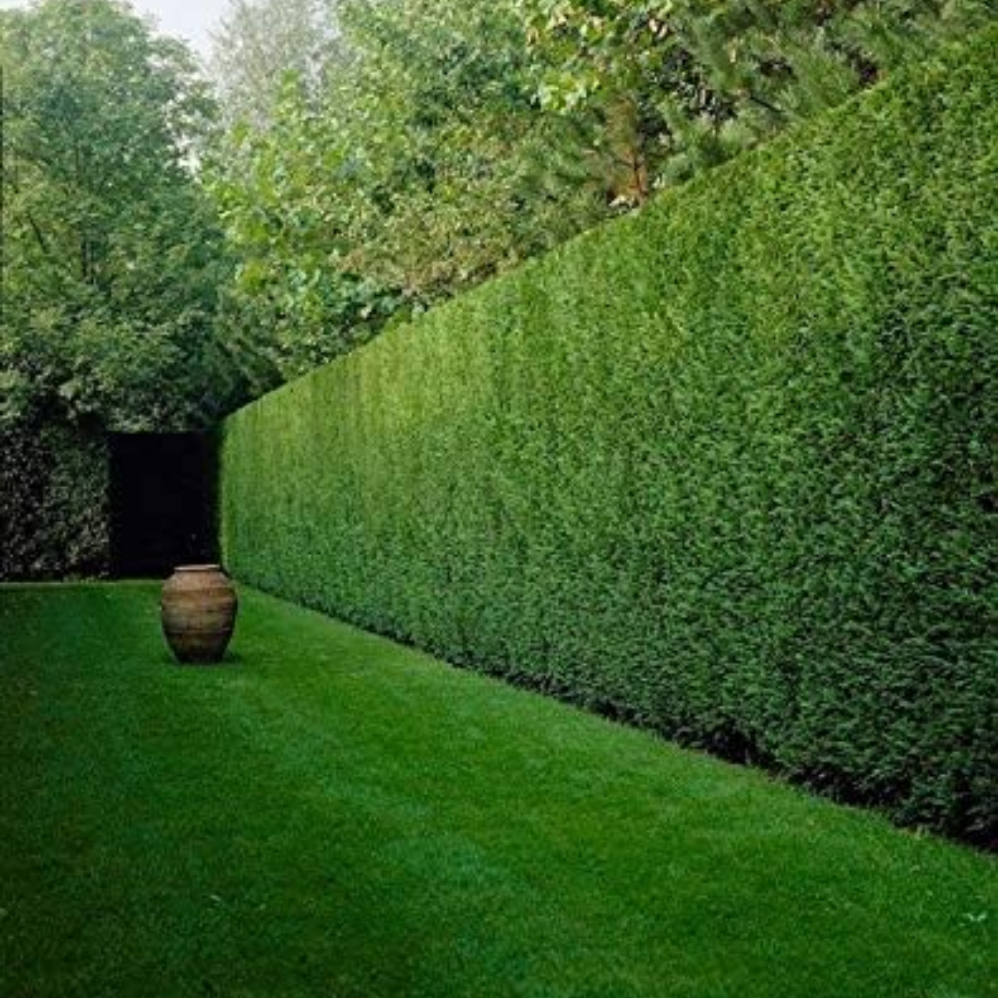 Tall green hedge with a pot on grass