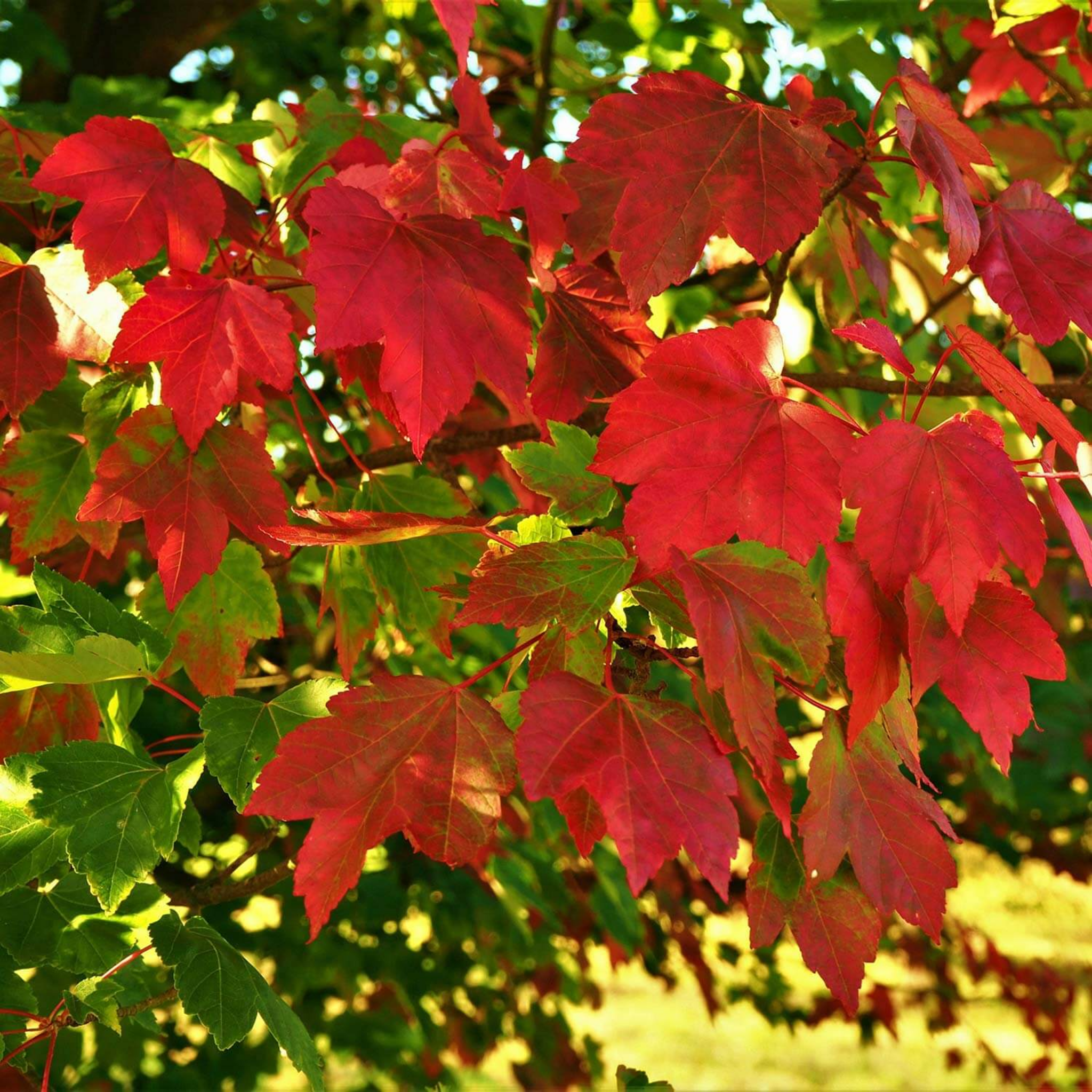Red maple leaves on a tree branch with green foliage in the background