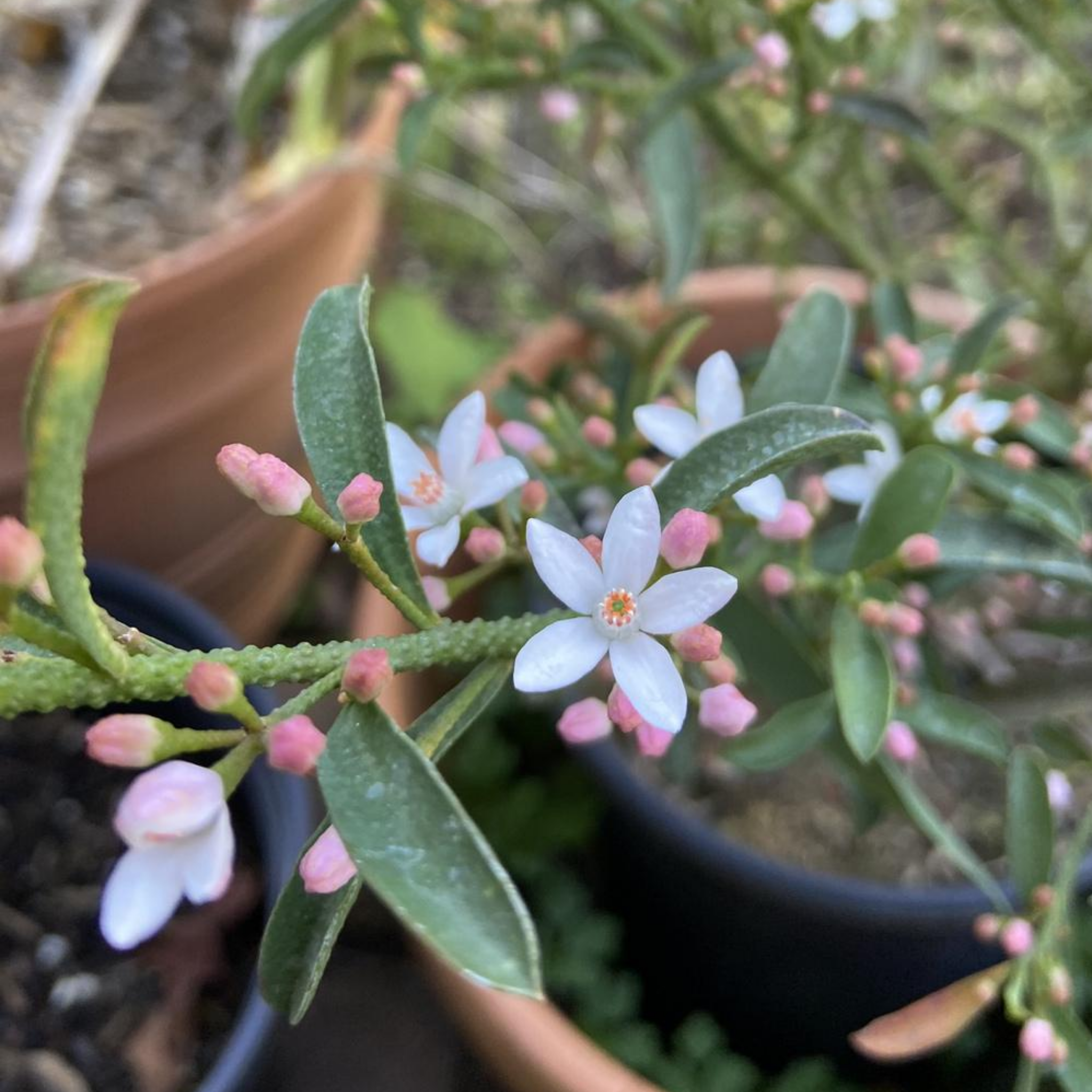 Long Leaf Wax Flower Profusion - Philotheca myoporoides Profusion
