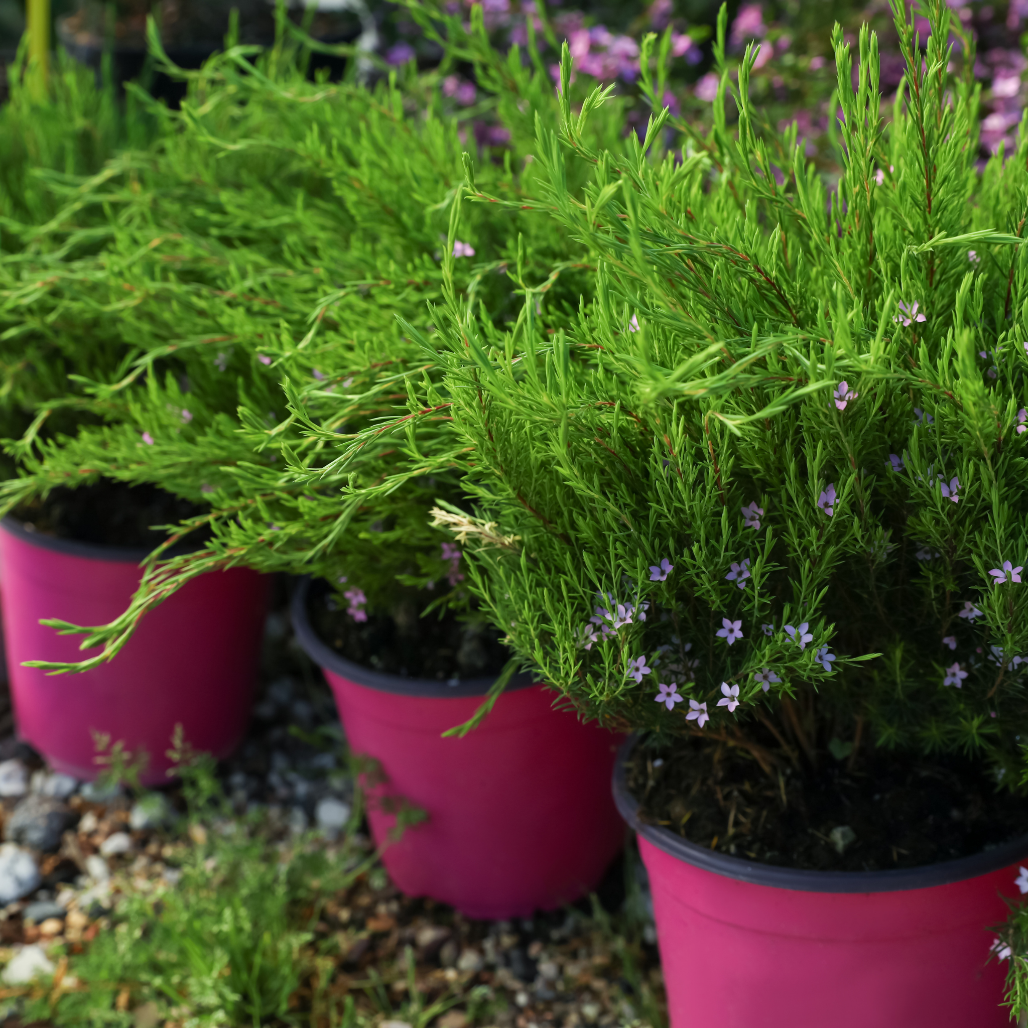 Dwarf Diosma Compacta - Coleonema pulchellum 'Compacta'