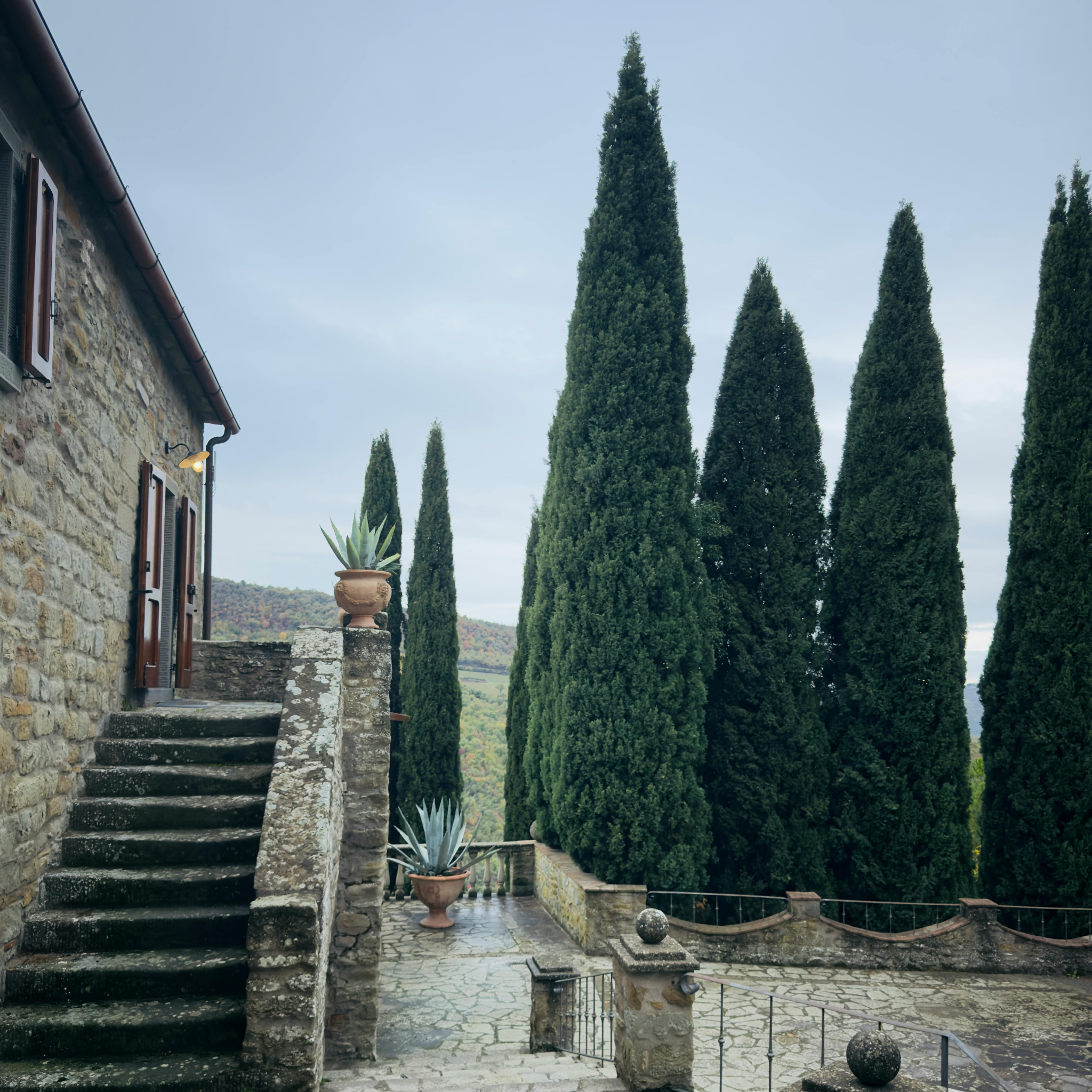 Glauca Pencil Pine - Italian Cypress Cupressus sempervirens