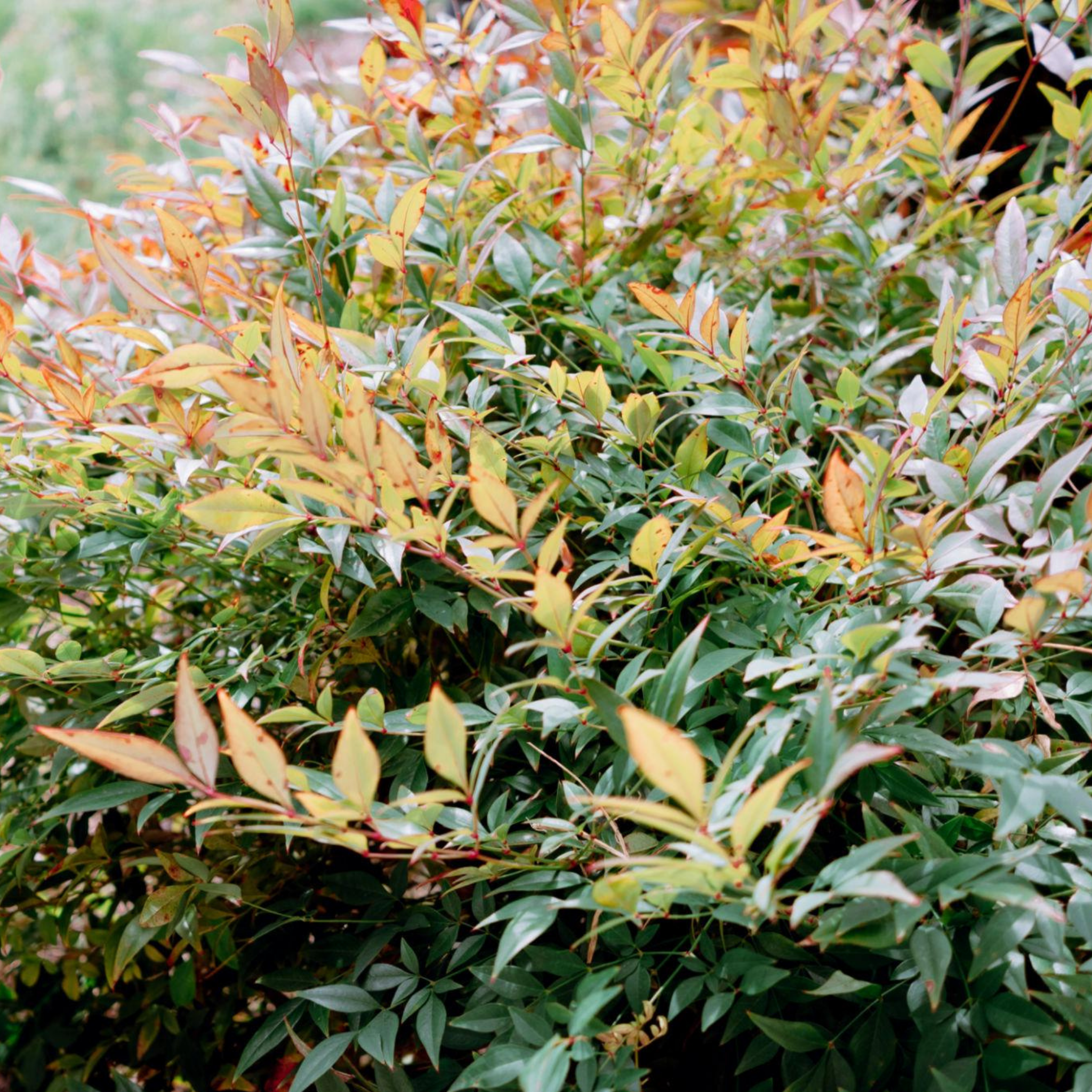 Nandina Twilight - Nandina domestica Twilight
