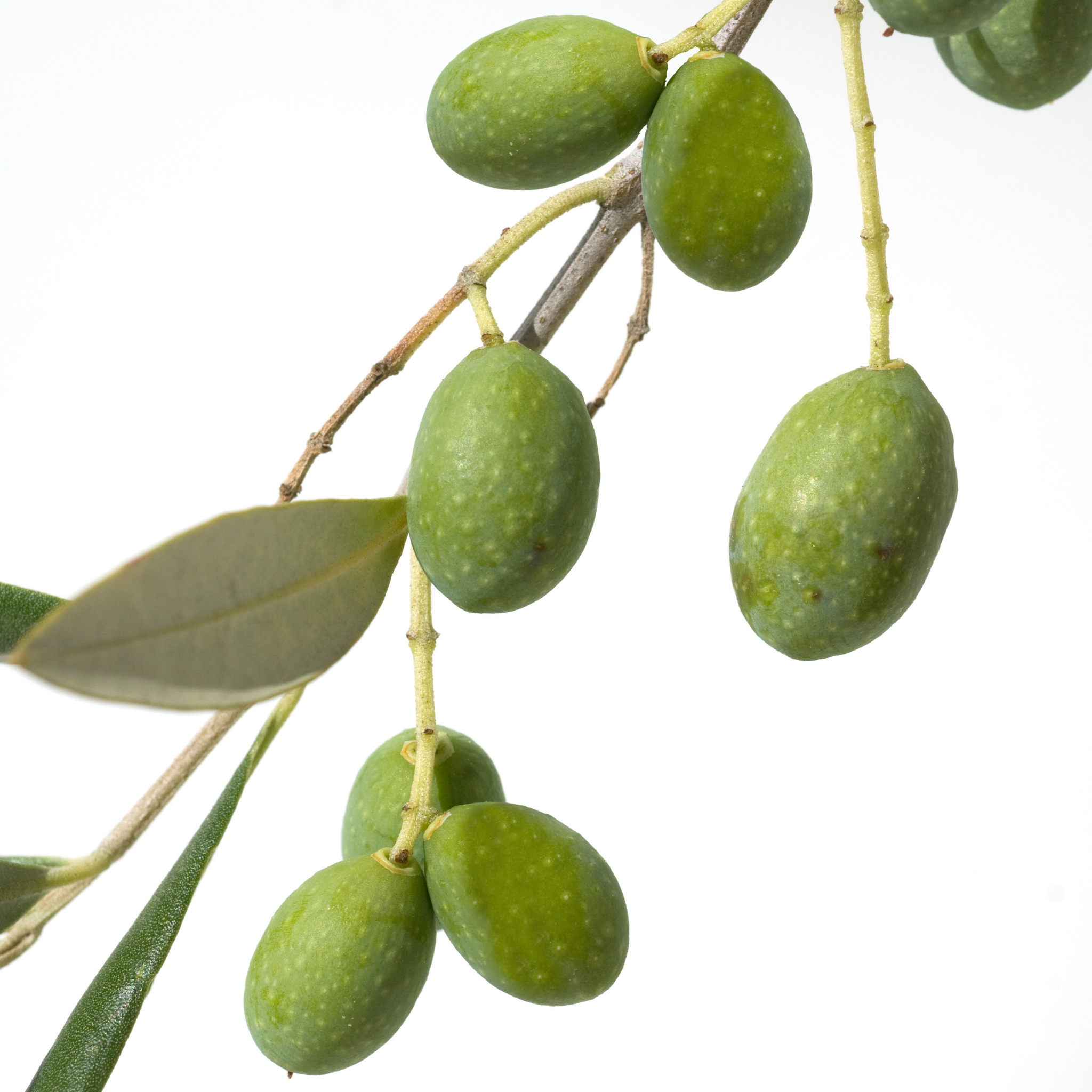 Paragon Olive Tree - Olea europaea Paragon