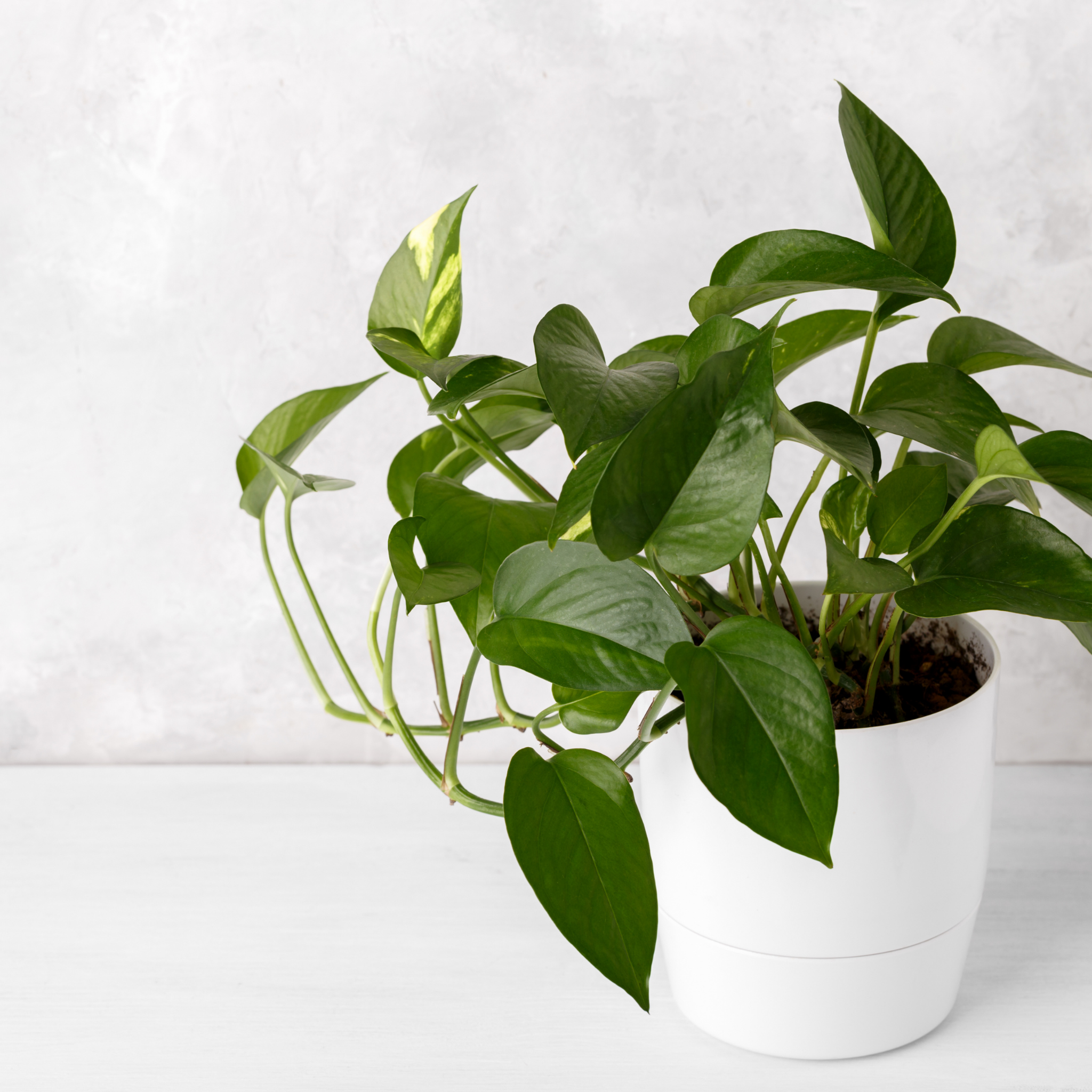 Green Dragon Golden Pothos - Epipremnum aureum Devil's Ivy