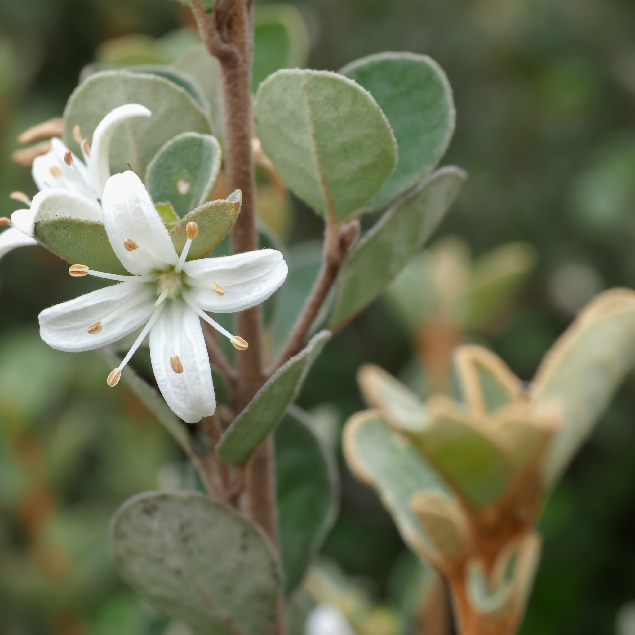 White Correa - Correa alba