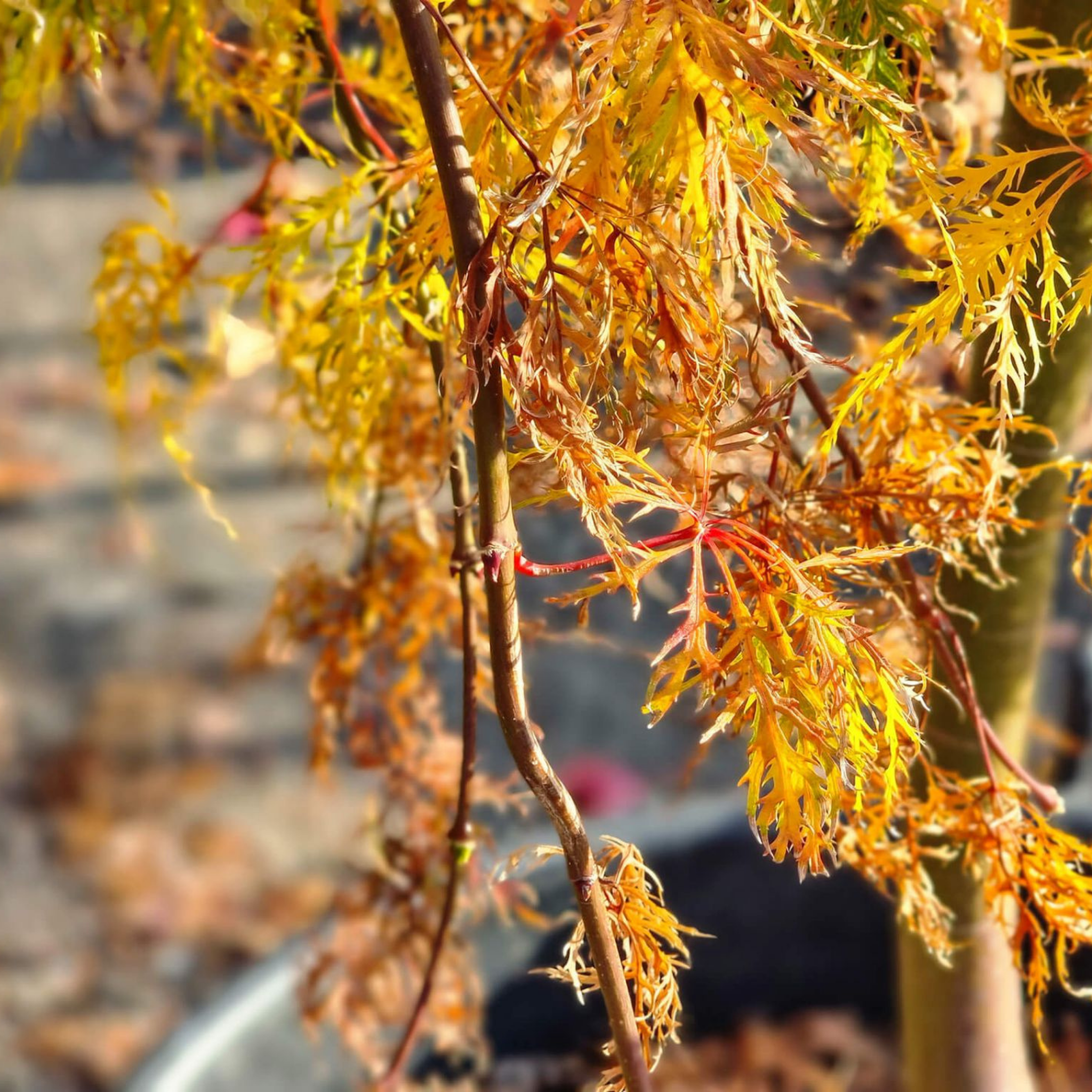 Weeping Japanese Maple Ellen - Acer palmatum Dissectum Ellen