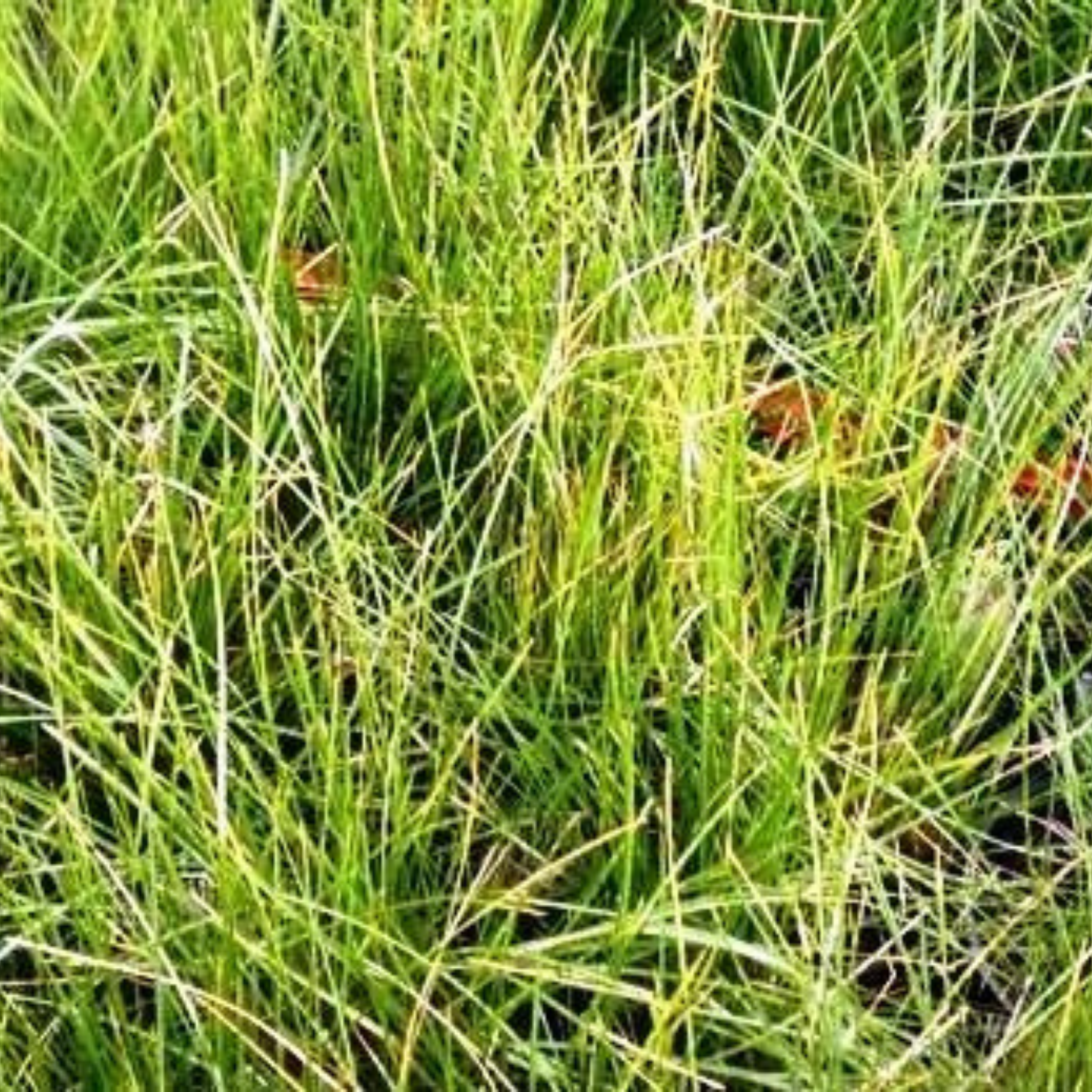 Snow Grass / Grey Tussock Grass - Poa sieberiana