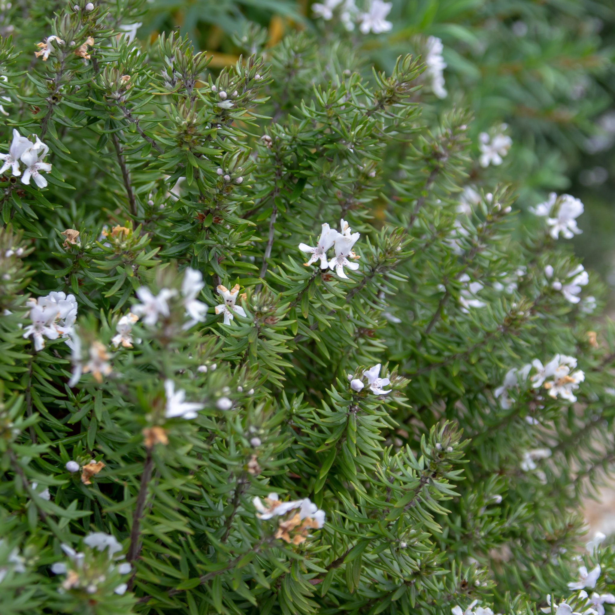 Mundi Native Rosemary - Westringia fruticosa Mundi