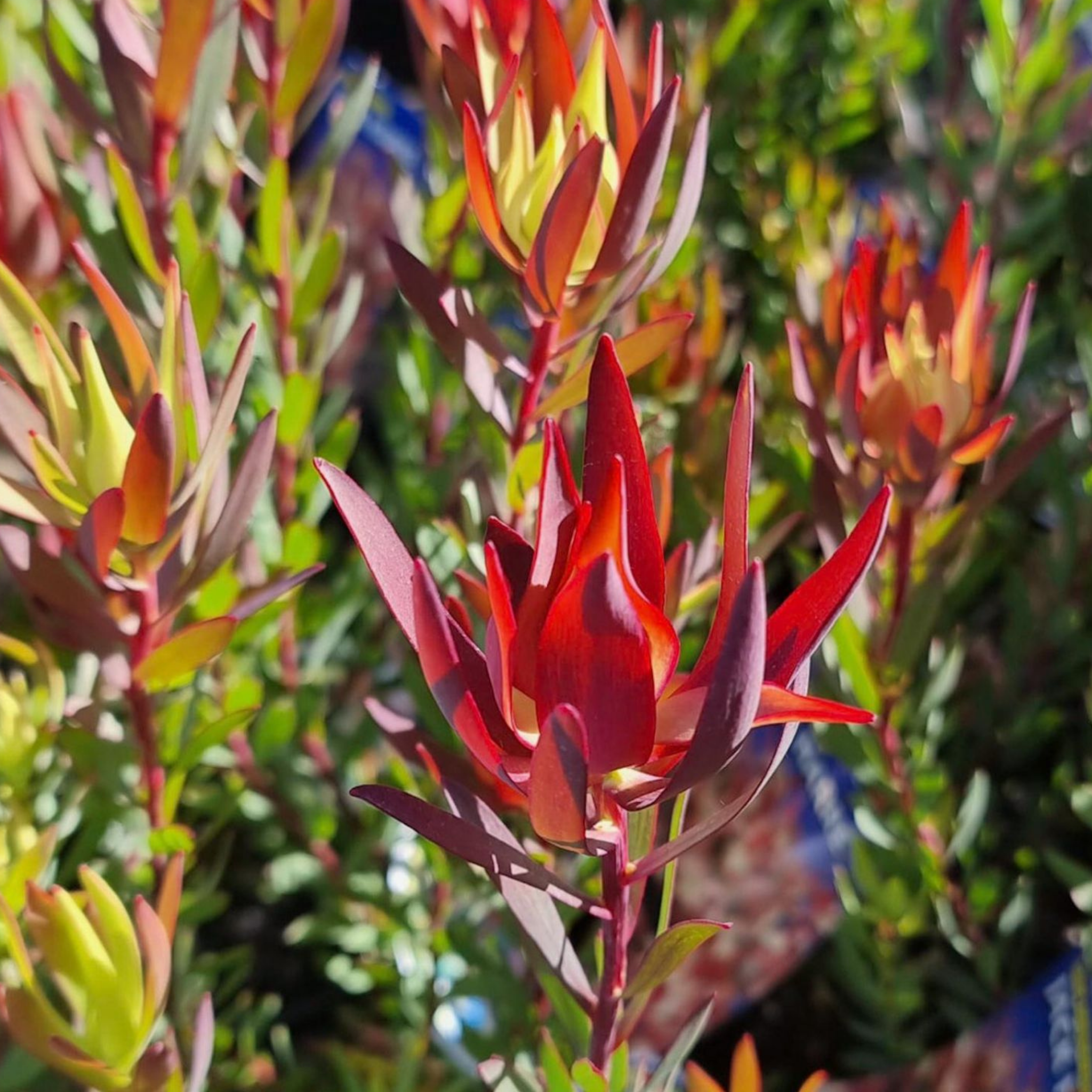 Conebush Jack Harre - Leucadendron salignum Jack Harre