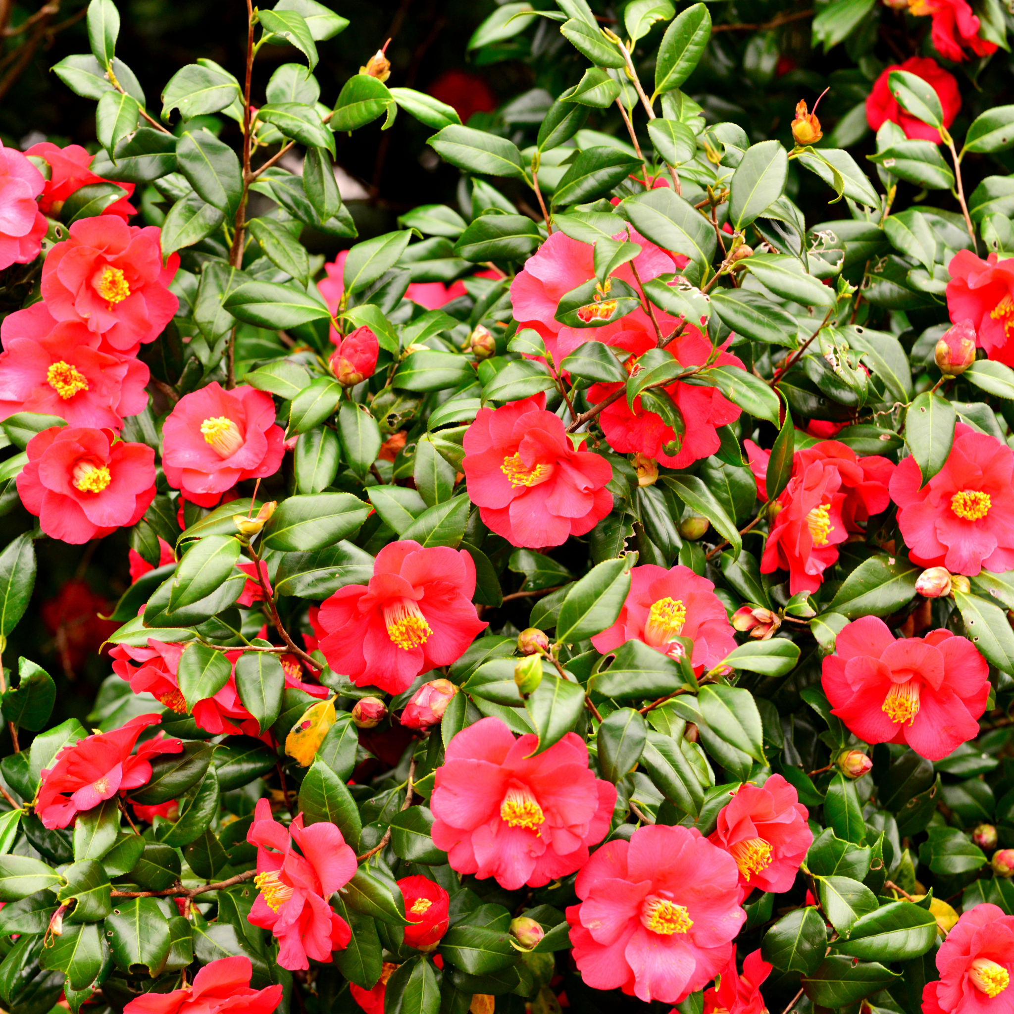 Camellia japonica Wildfire