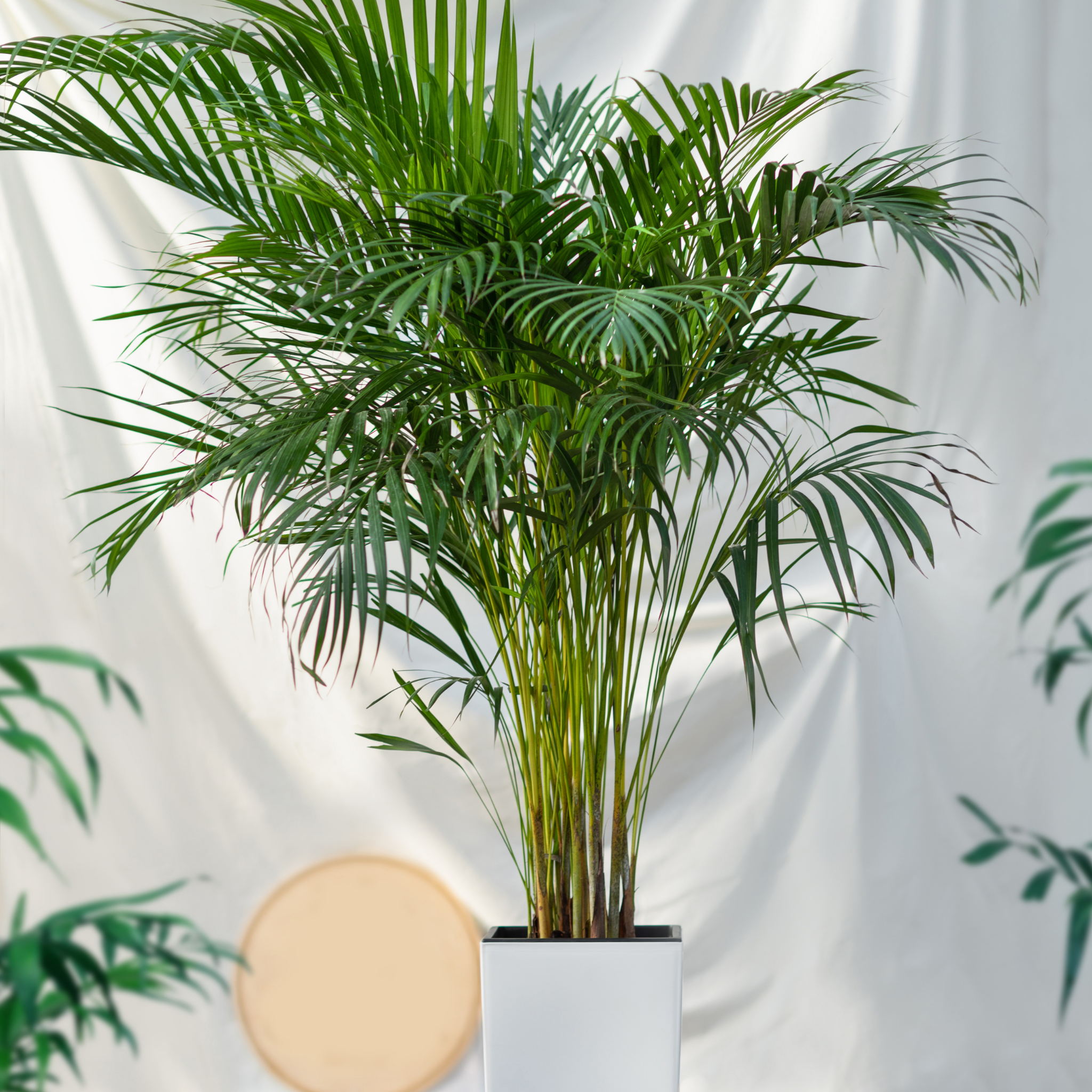 Areca Golden Cane Palm - Dypsis lutescens