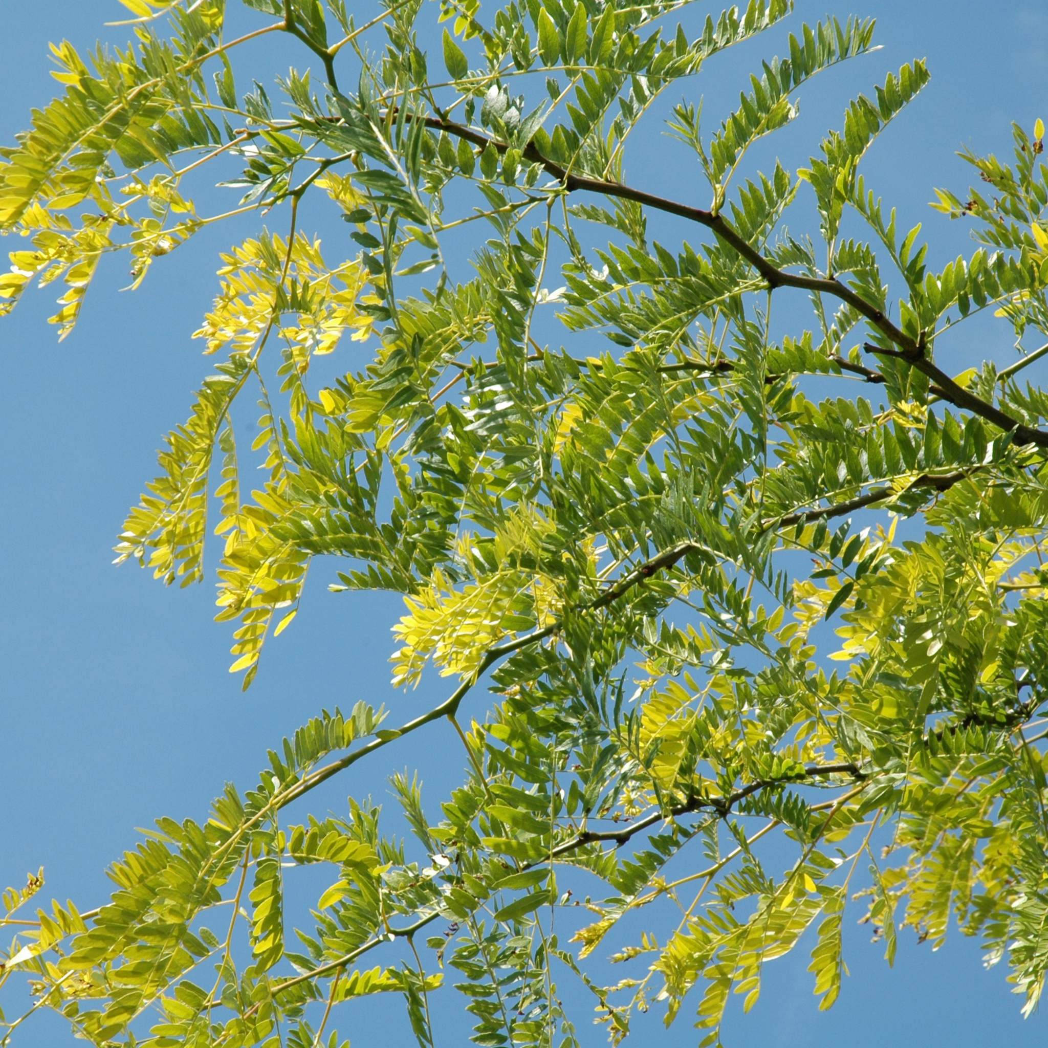 Golden Honey Locust - Gleditsia triacanthos inermis Sunburst