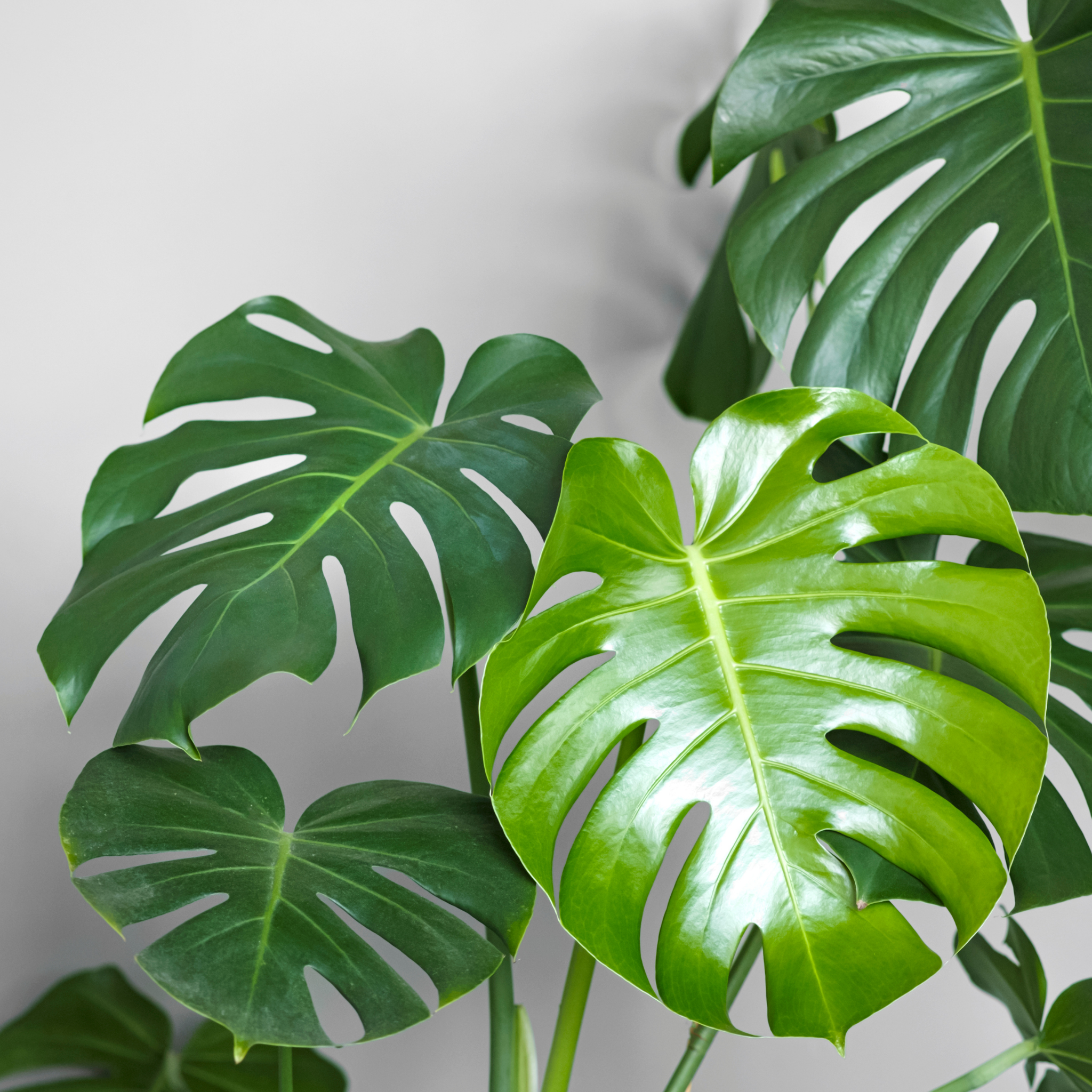 Swiss Cheese Plant - Monstera deliciosa