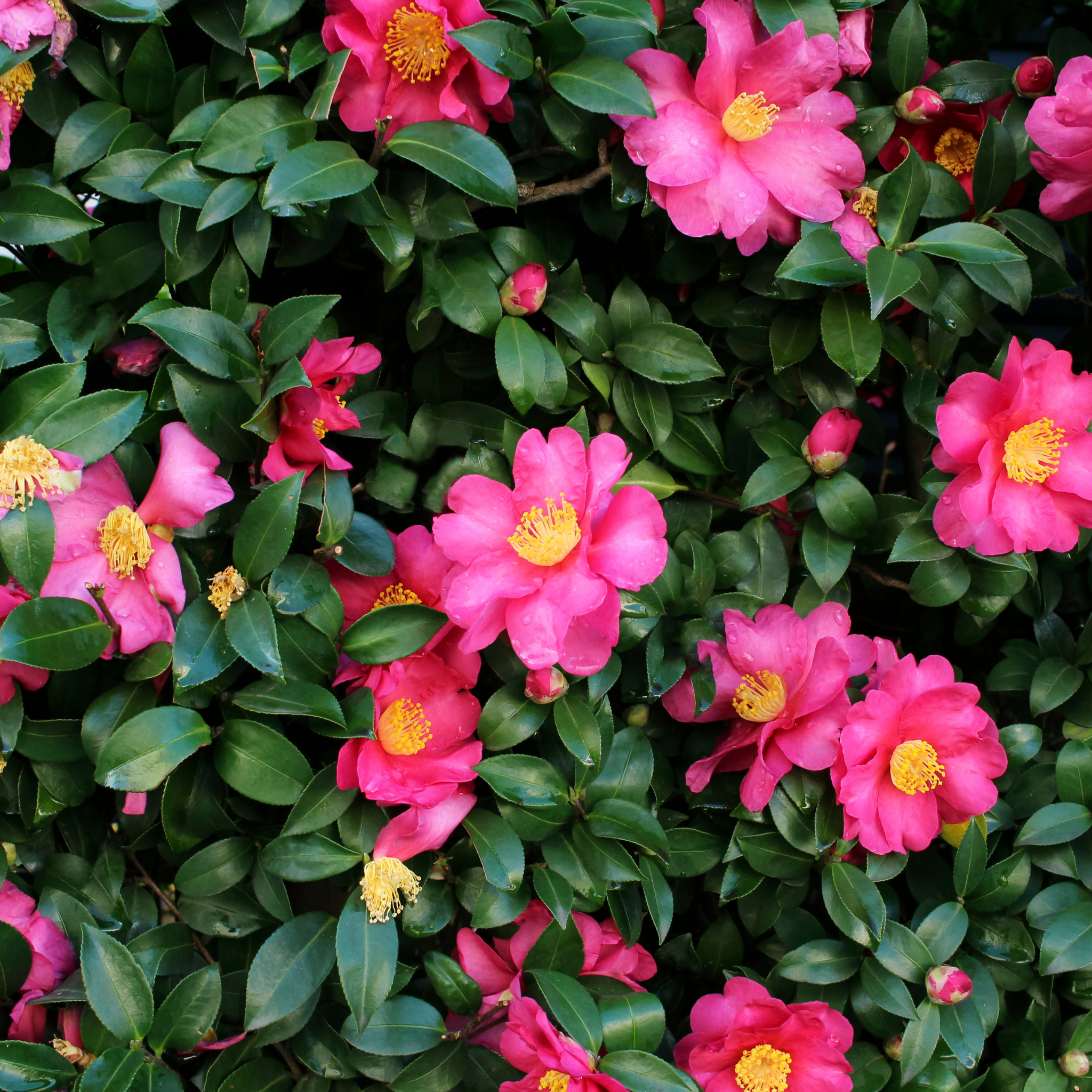 Cluster of bright pink flowers with yellow centers surrounded by green leaves