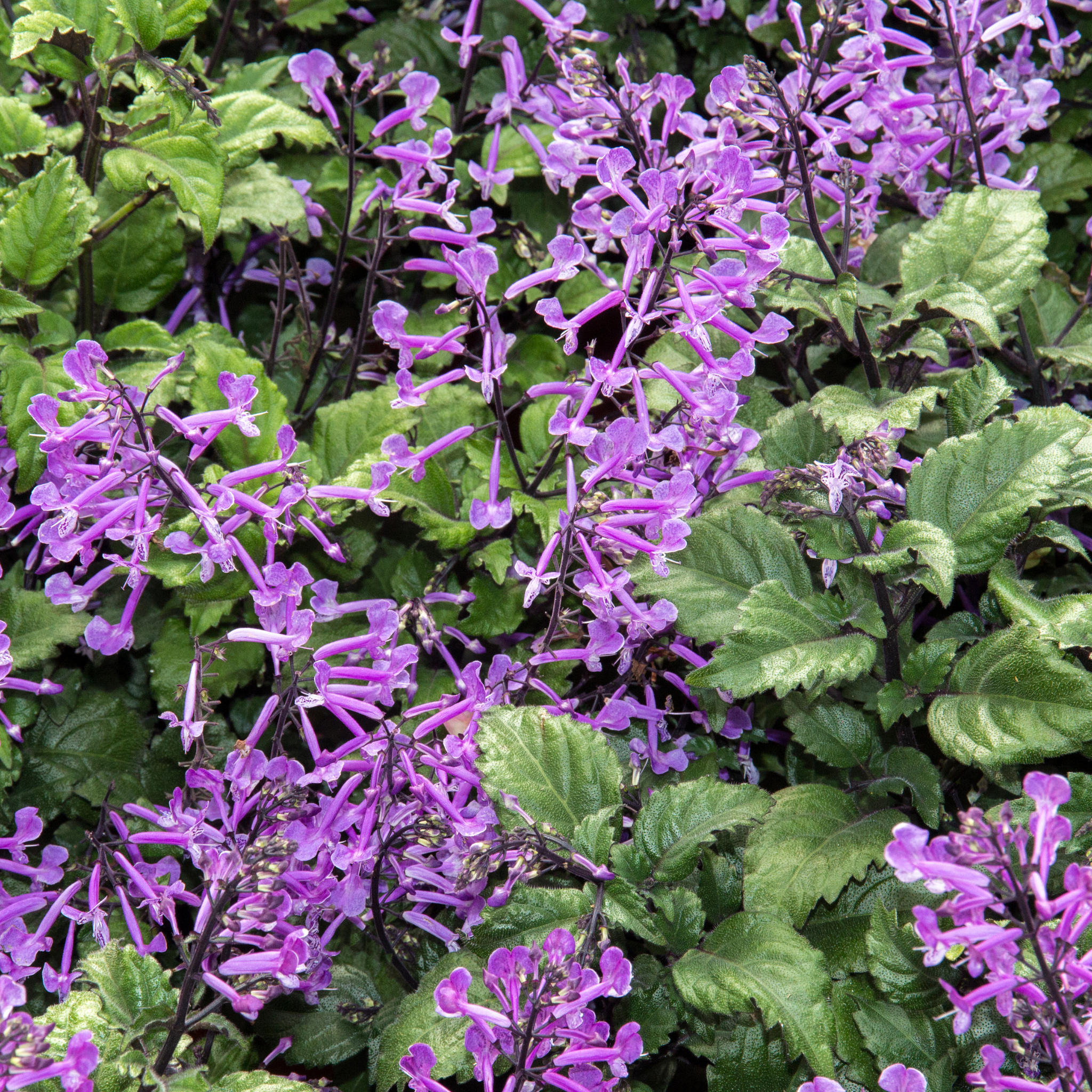 Mona Lavender Spur Flower - Plectranthus hybrida Mona Lavender PBR