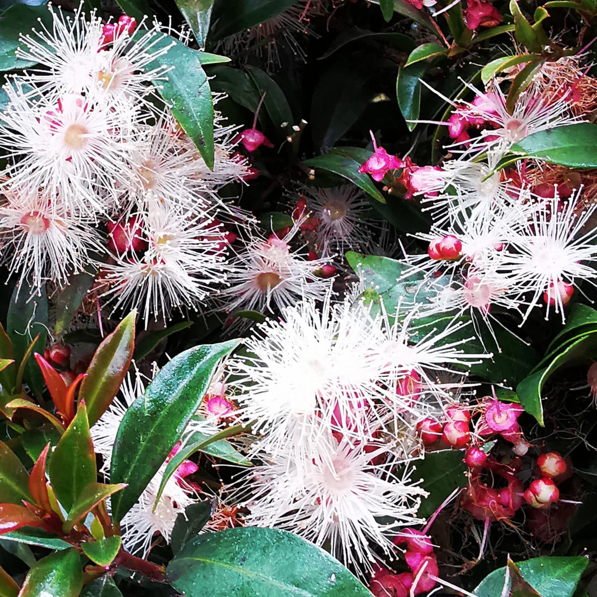 Close-up of white and pink flowers with green leaves