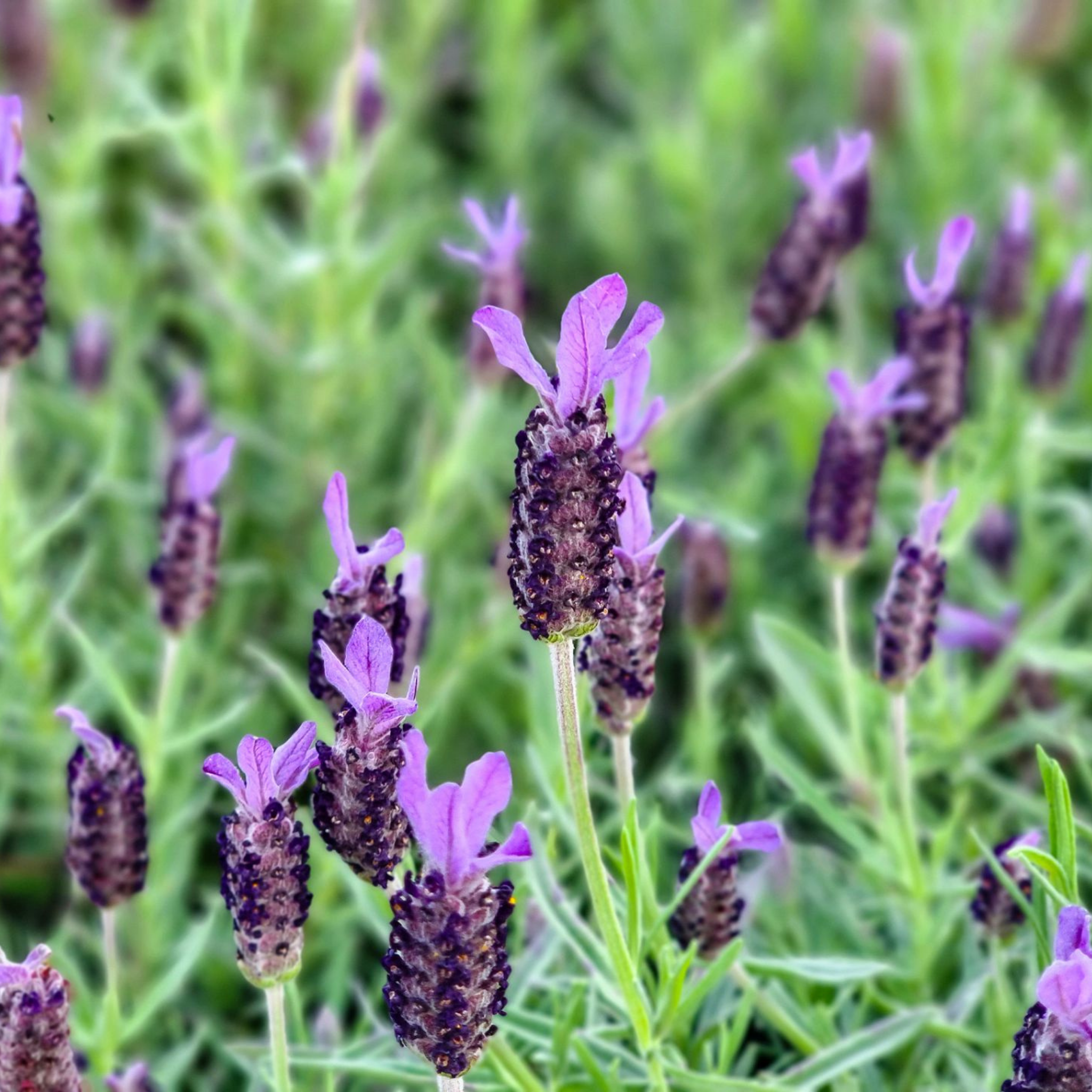 Spanish Lavender - Lavandula stoechas Avonview