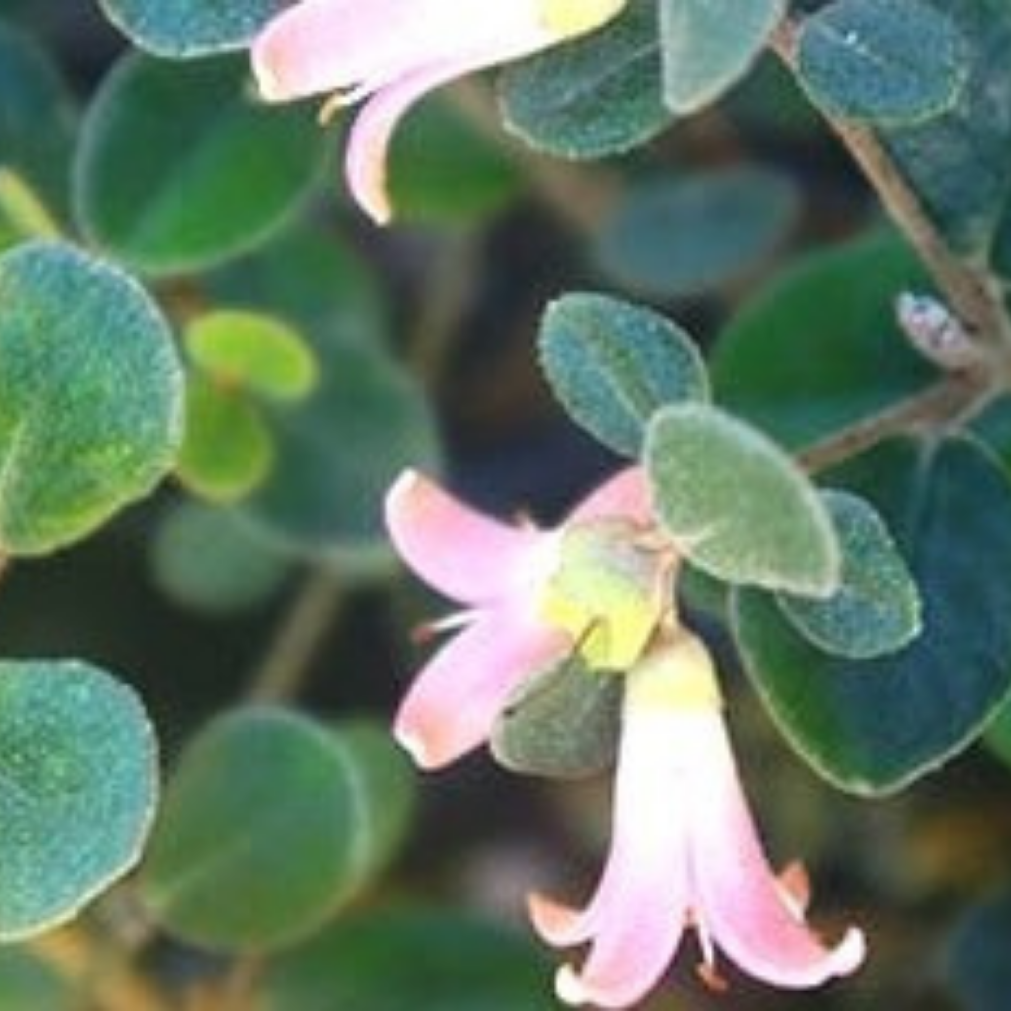 Pink Correa - Correa alba Coastal Pink