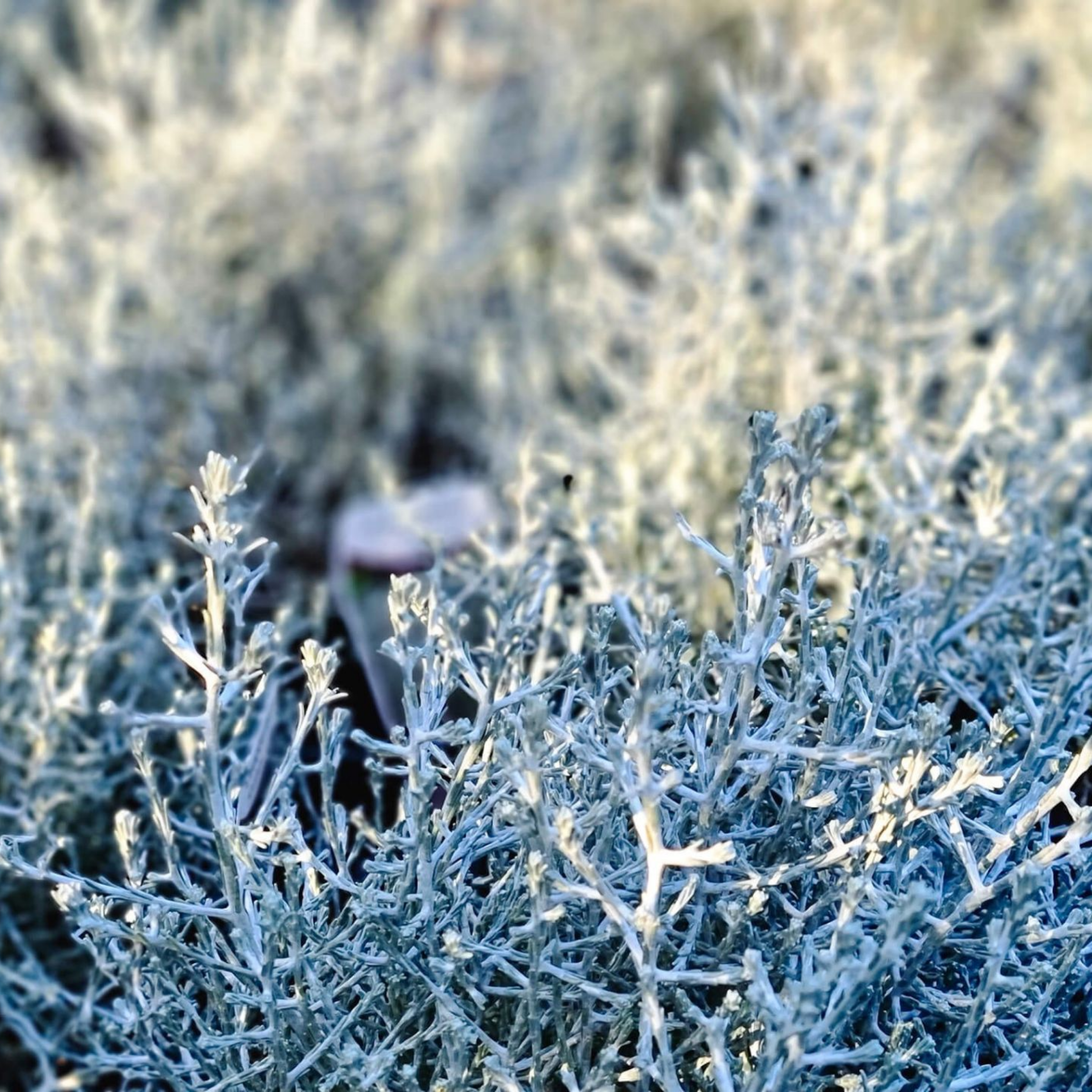 Cushion Bush - Leucophyta brownii