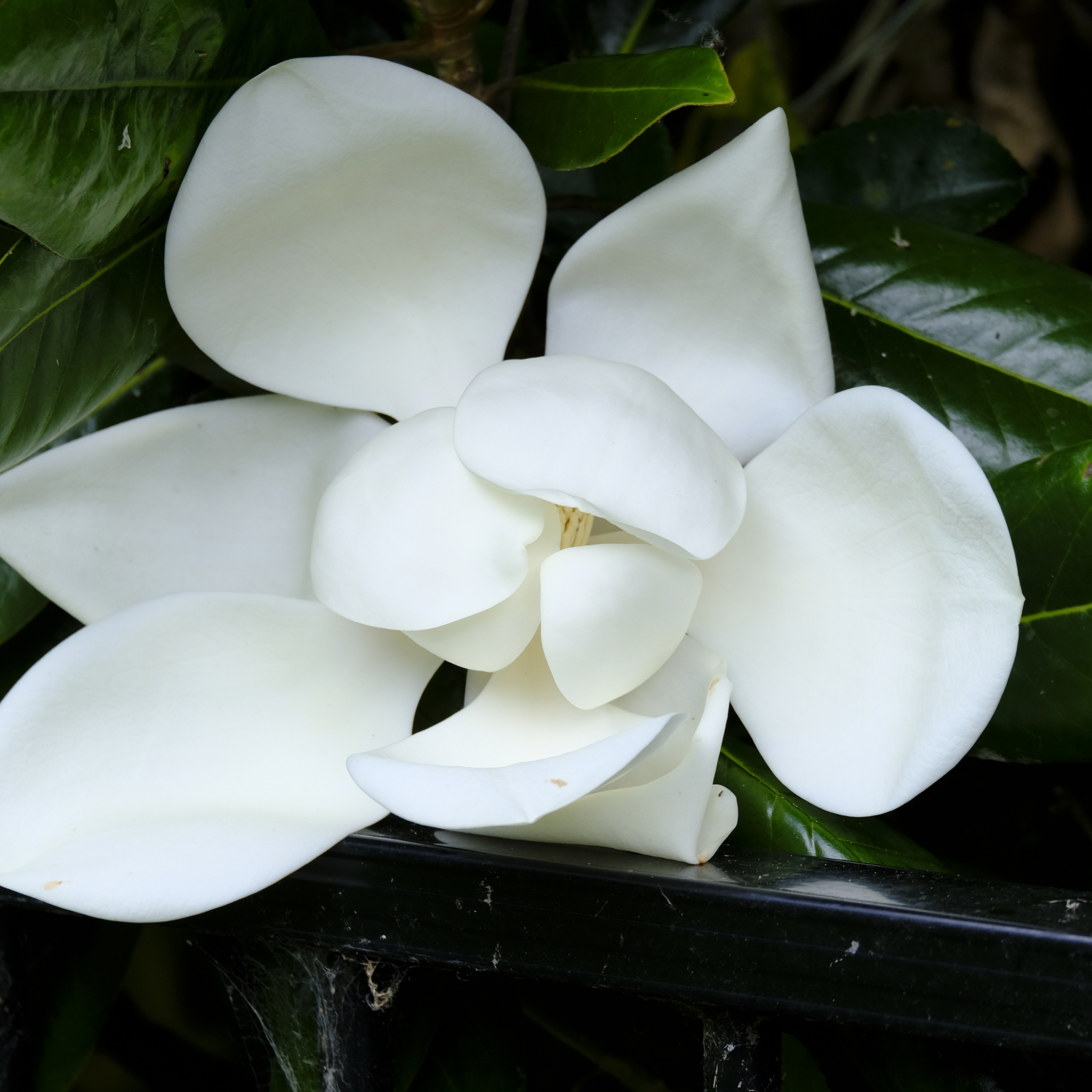 Southern Magnolia - Magnolia grandiflora 'Coolwyn Gloss'