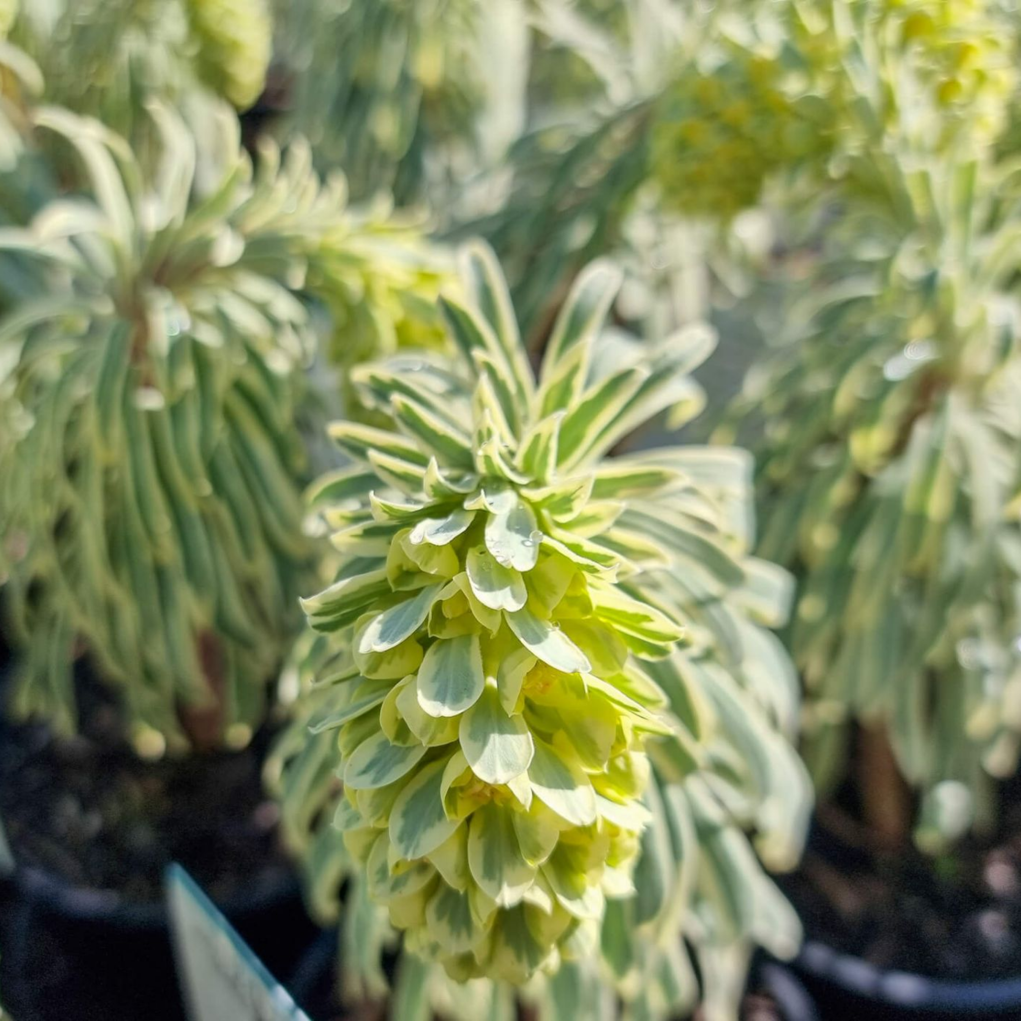 Glacier Blue Spurge - Euphorbia characias 'Glacier Blue'