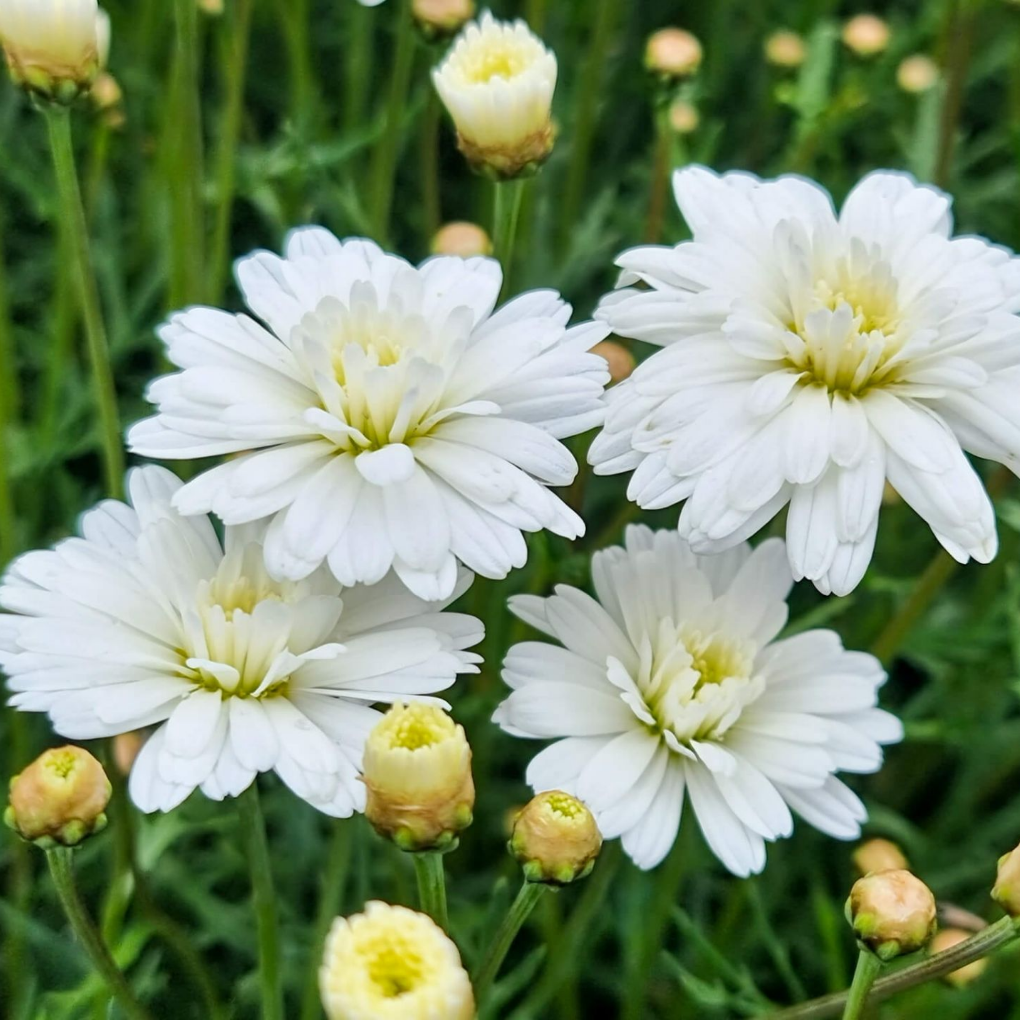 Marguerite Daisy Super Duper - Argyranthemum frutescens 'Super Duper'