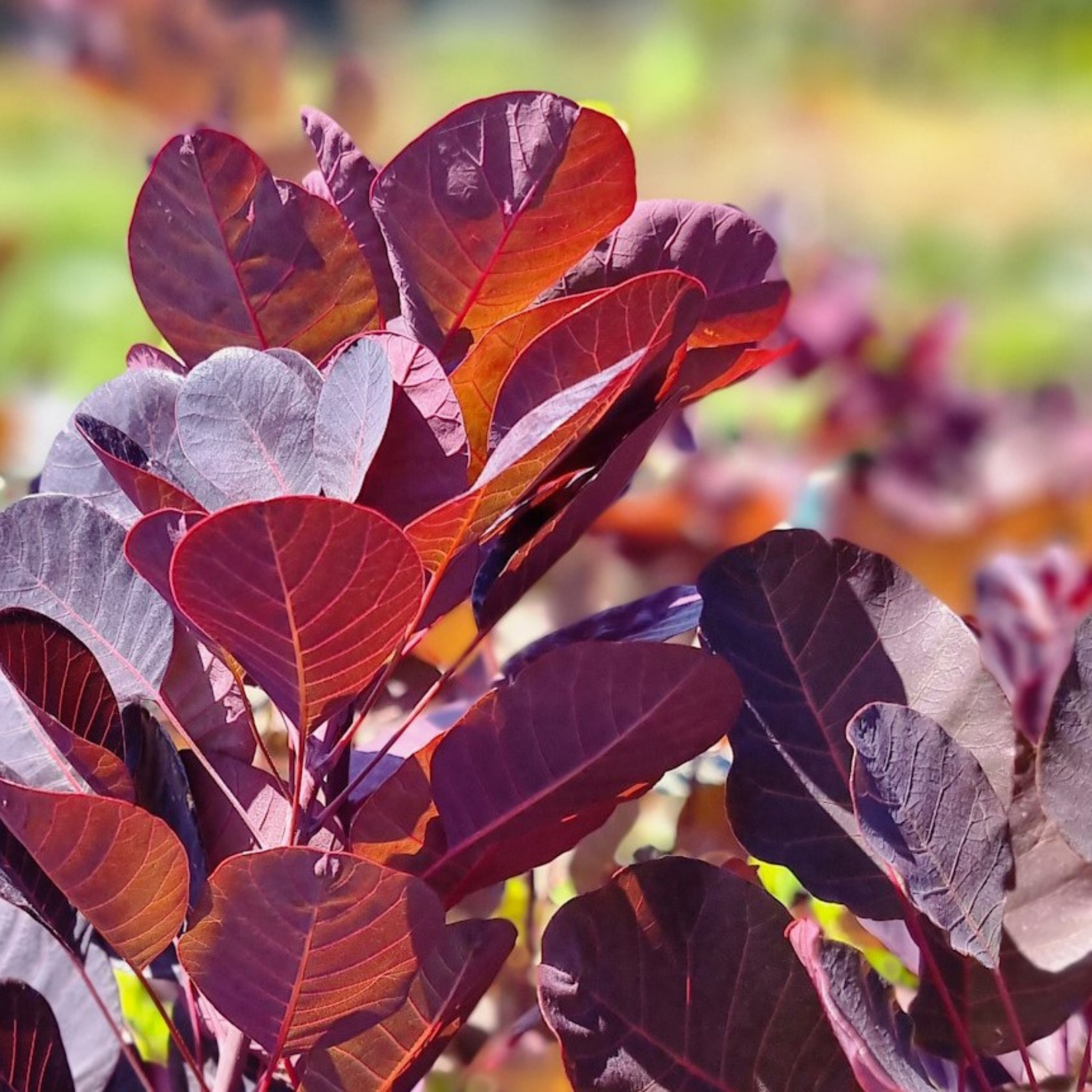Cotinus coggygria Purple Smoke Tree - Cotinus coggygria Purpurea