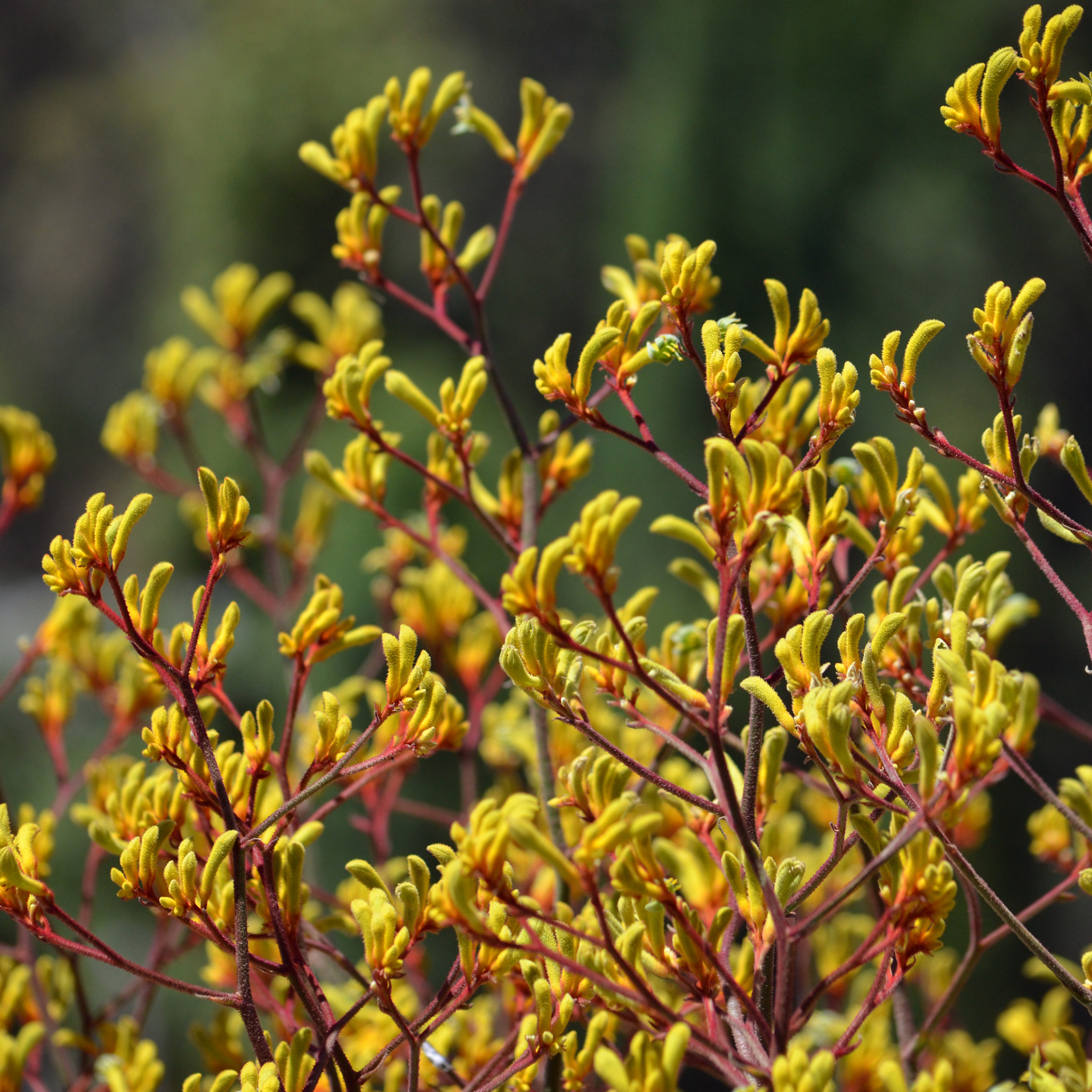 Golden Yellow Kangaroo Paw - Anigozanthos hybrida ‘Landscape Gold’