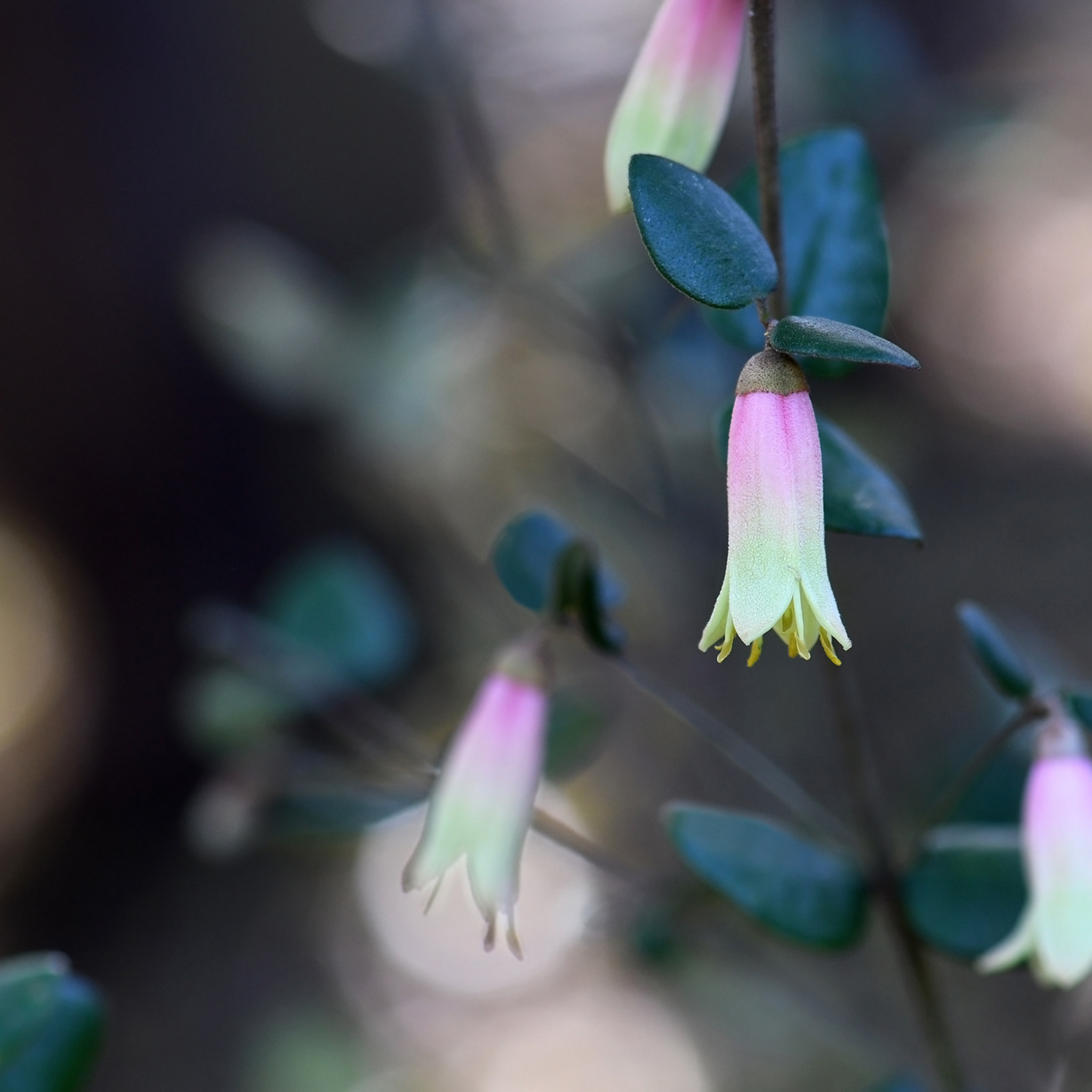 Marians Marvel Native Fuchsia - Correa reflexa backhousiana 'Marians Marvel'