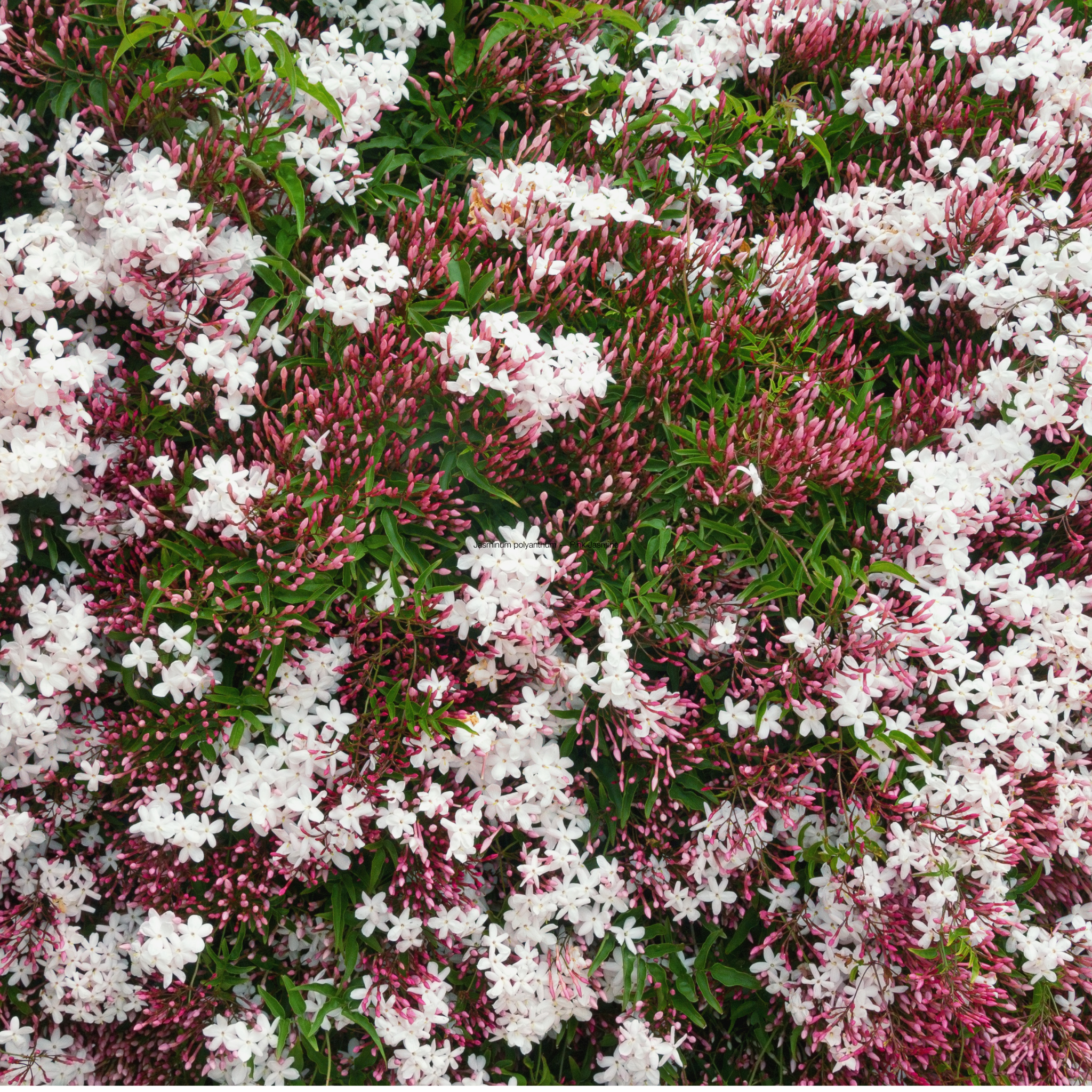 Pink Jasmine - Jasminum polyanthum